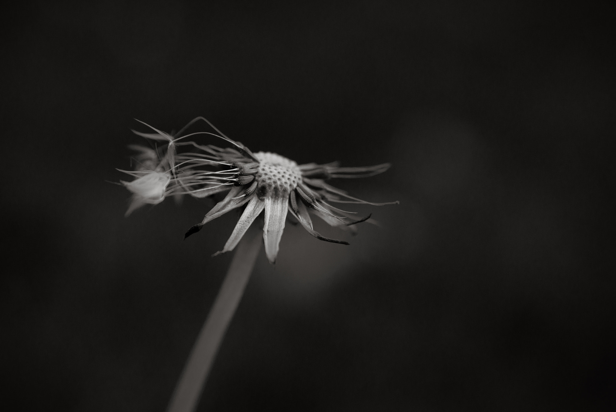 AF Zoom-Nikkor 28-105mm f/3.5-4.5D IF sample photo. Fractured souls photography