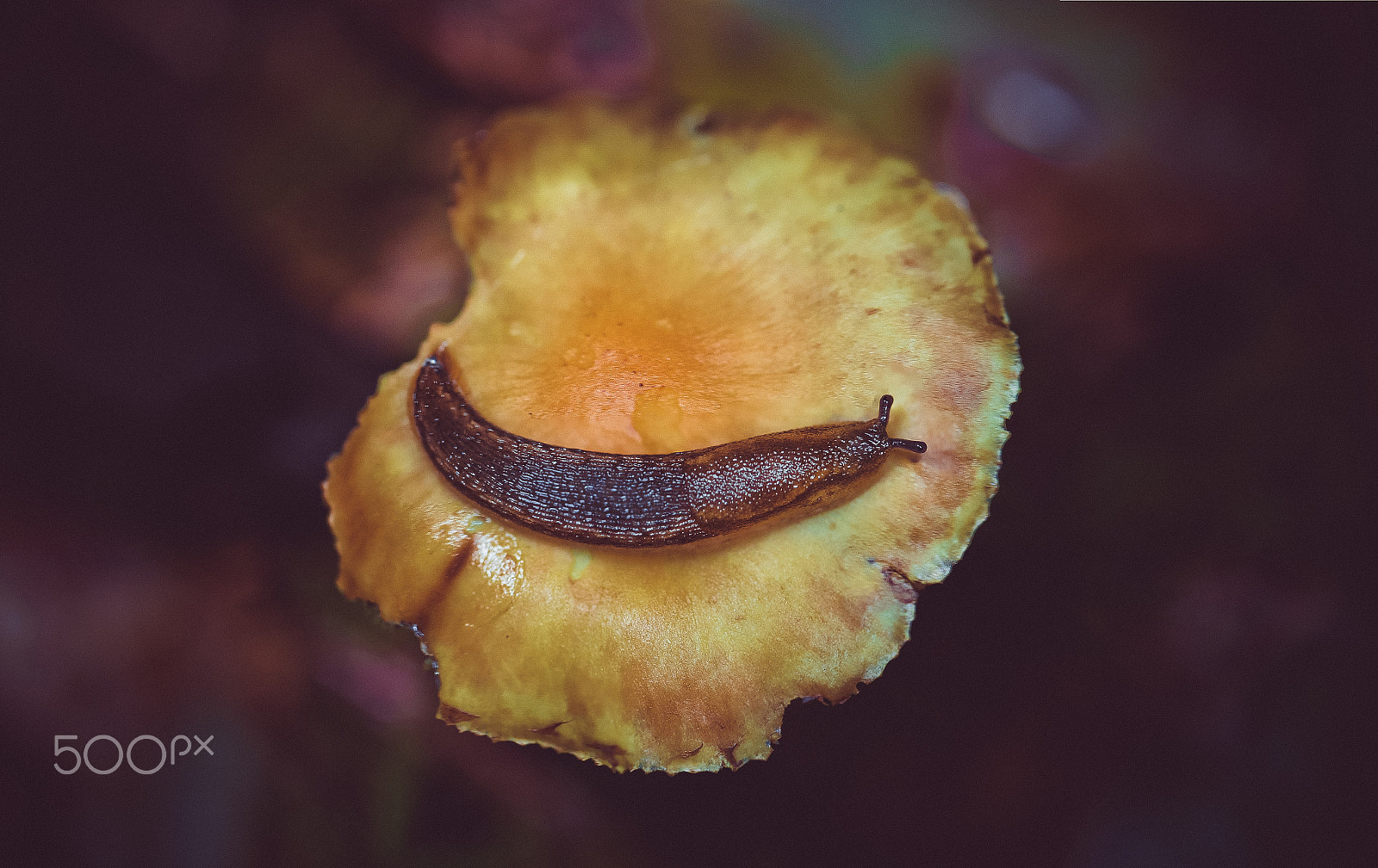 Canon EF 100mm F2.8L Macro IS USM sample photo. Smiley photography