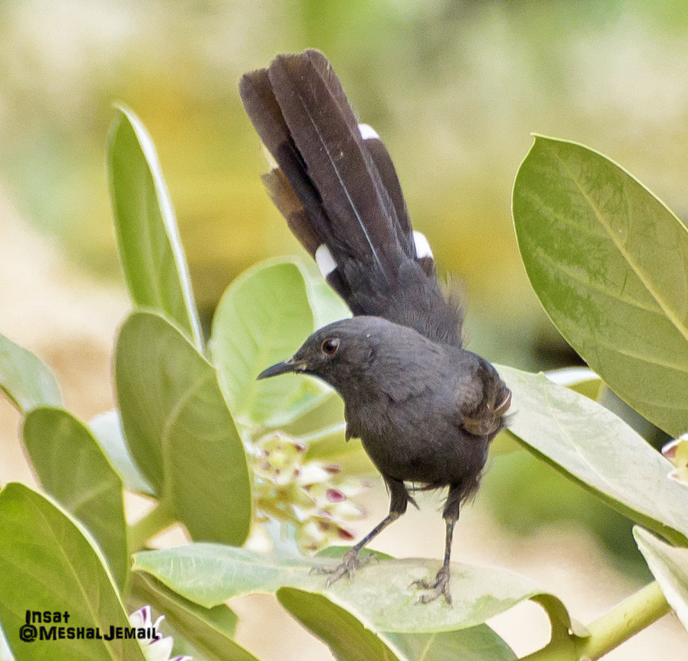 Sigma 70-300mm F4-5.6 APO DG Macro sample photo. Bird photography