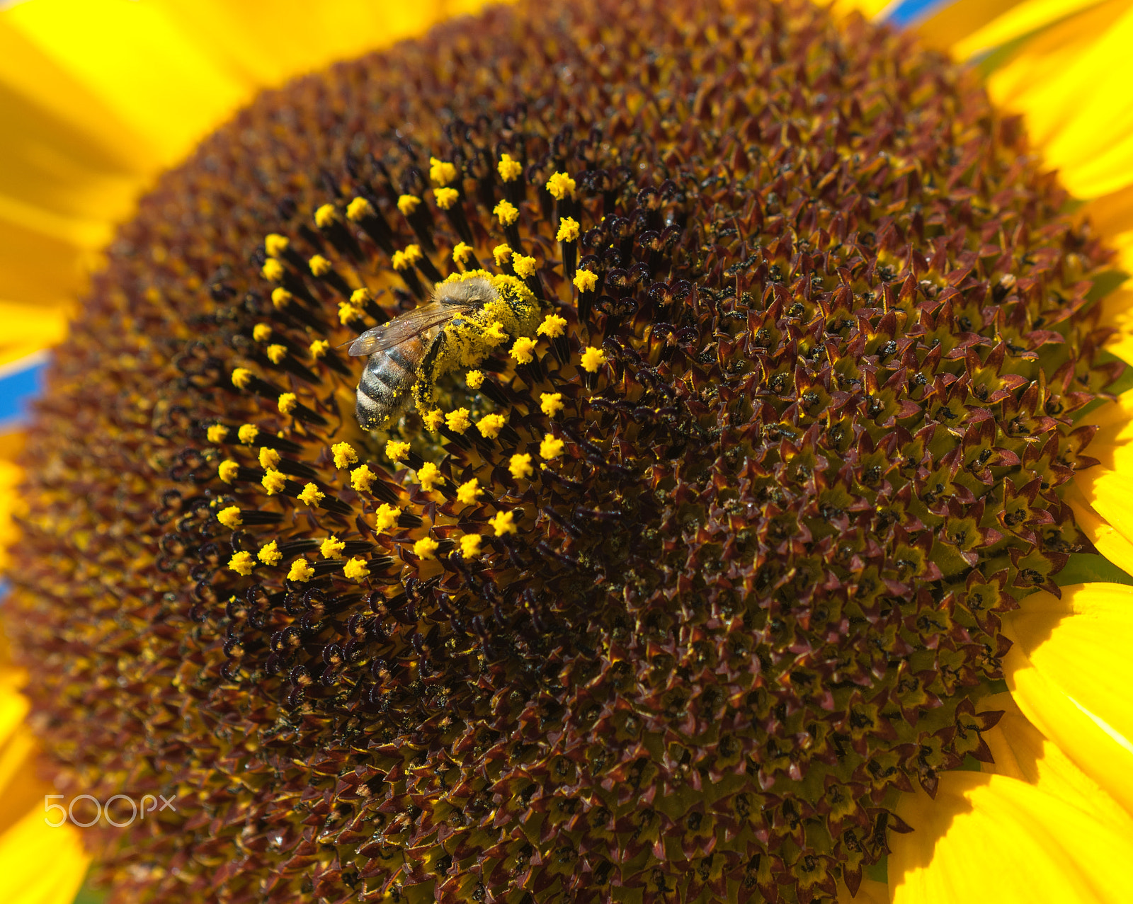 Nikon D3X + Nikon AF Micro-Nikkor 200mm F4D ED-IF sample photo. Pollen face photography