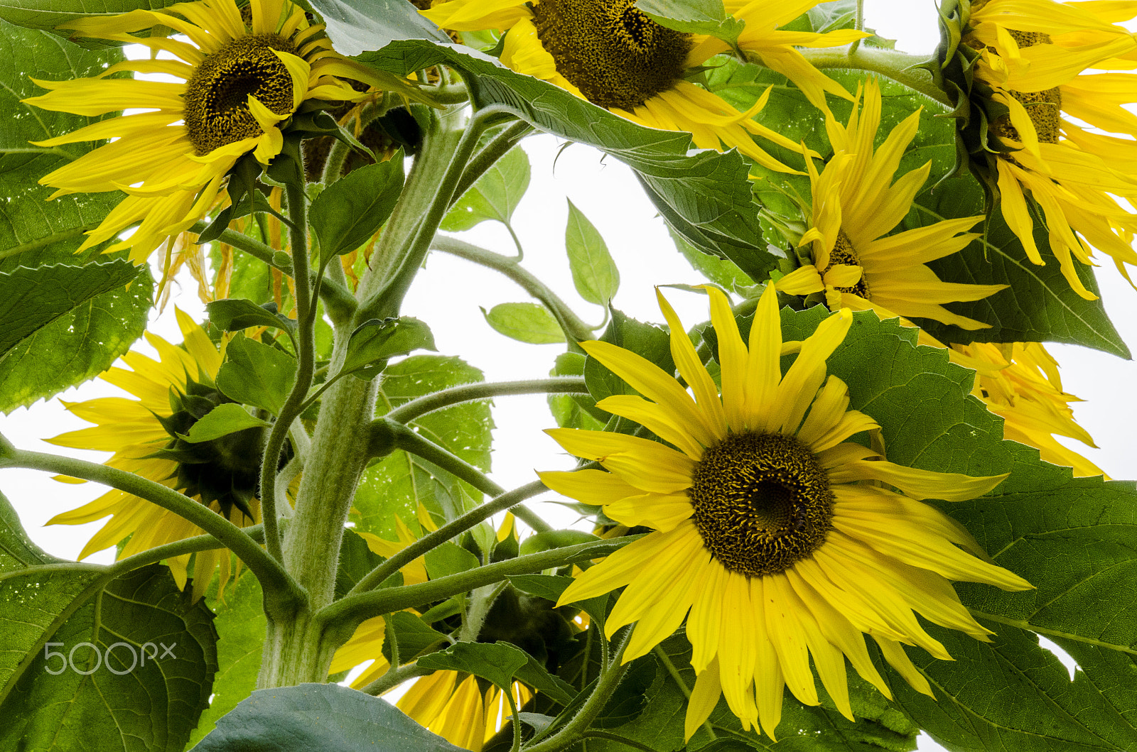 Nikon D5100 sample photo. Wildness of the sunflowers photography