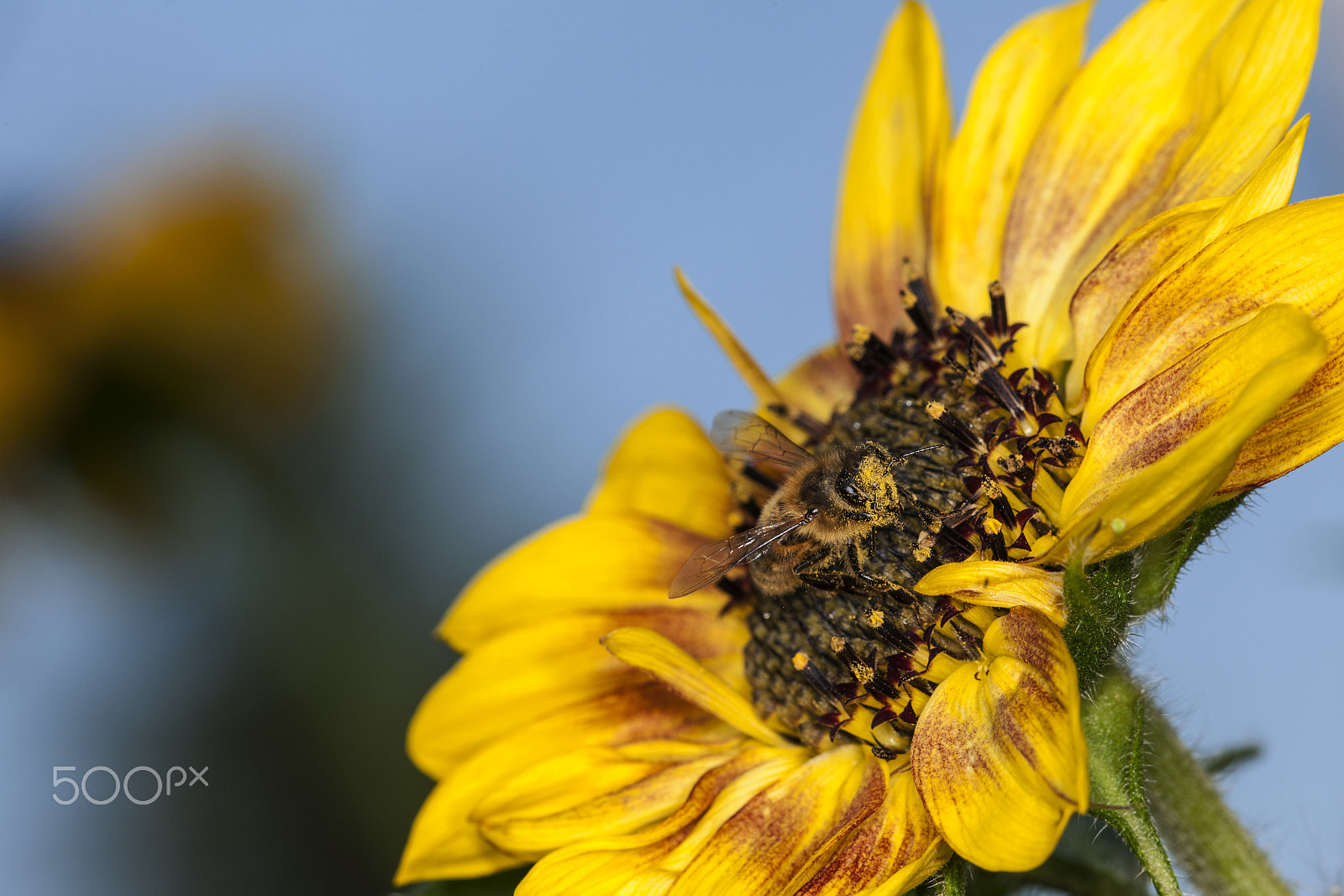 Nikon D3X + Nikon AF Micro-Nikkor 200mm F4D ED-IF sample photo. Honey bee high photography