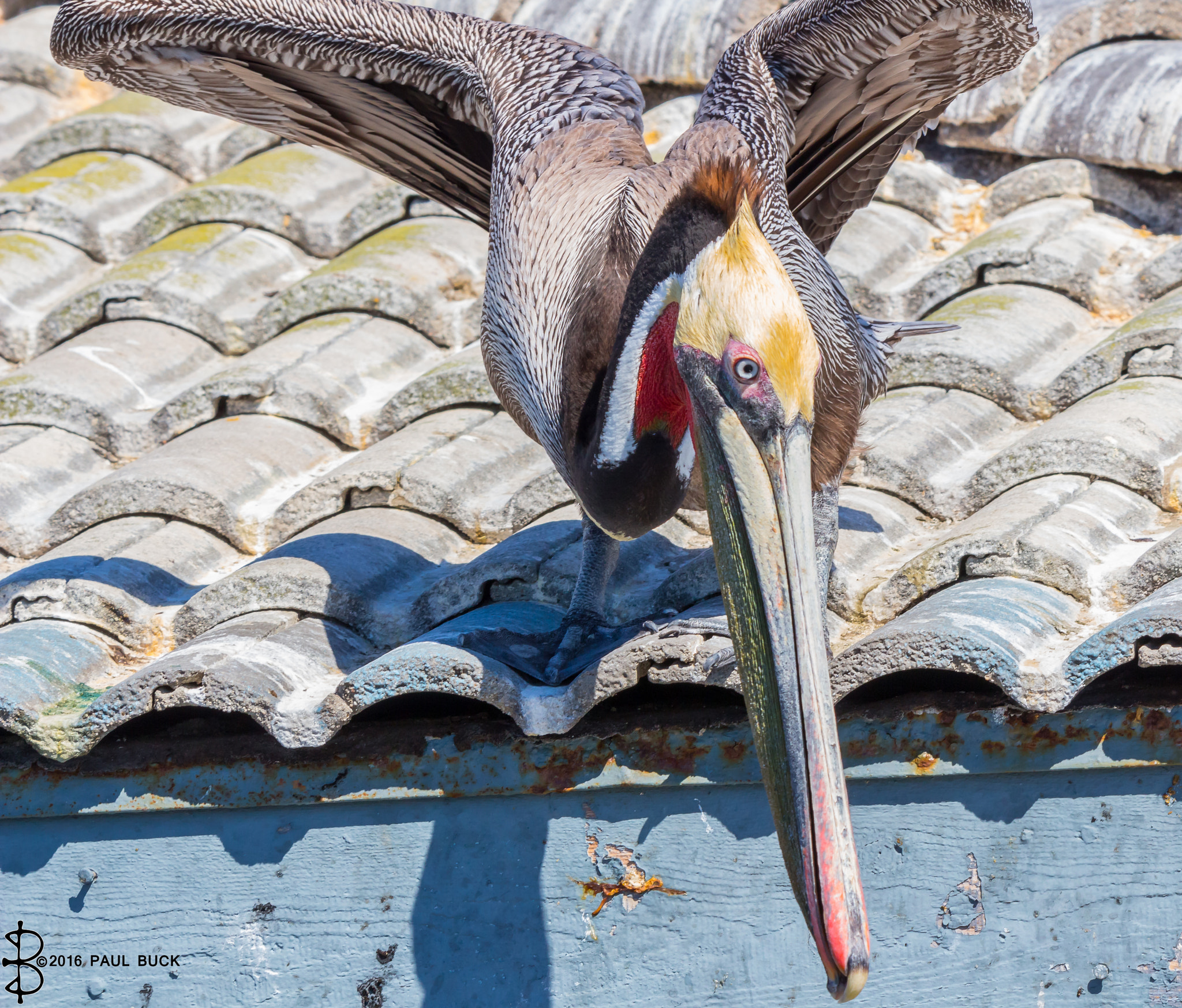 Tamron SP 150-600mm F5-6.3 Di VC USD sample photo. Brown pelican prepares to dive photography