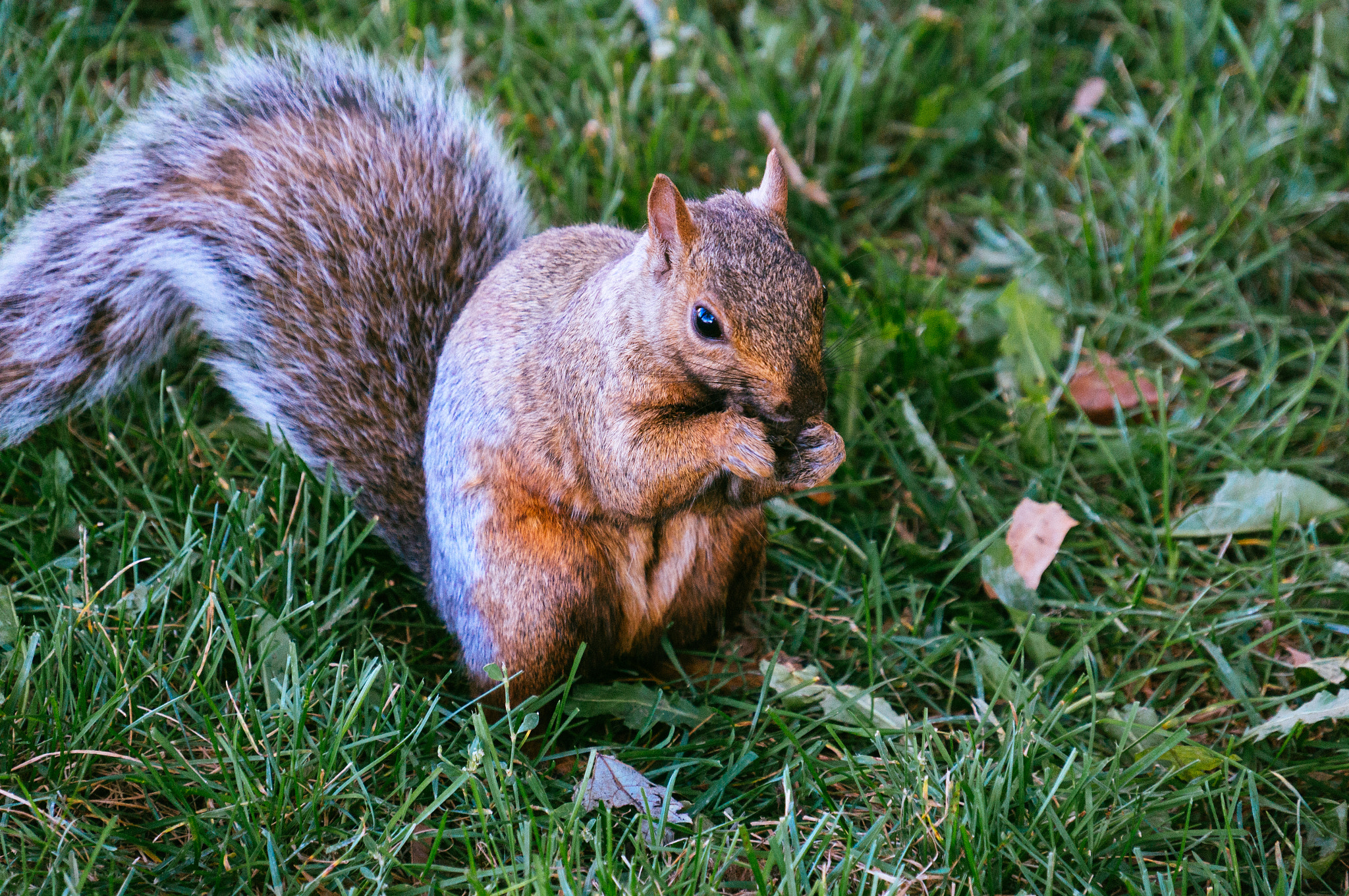 Sony E PZ 18-200mm F3.5-6.3 OSS sample photo. Sweet grass ontario - having a snack photography