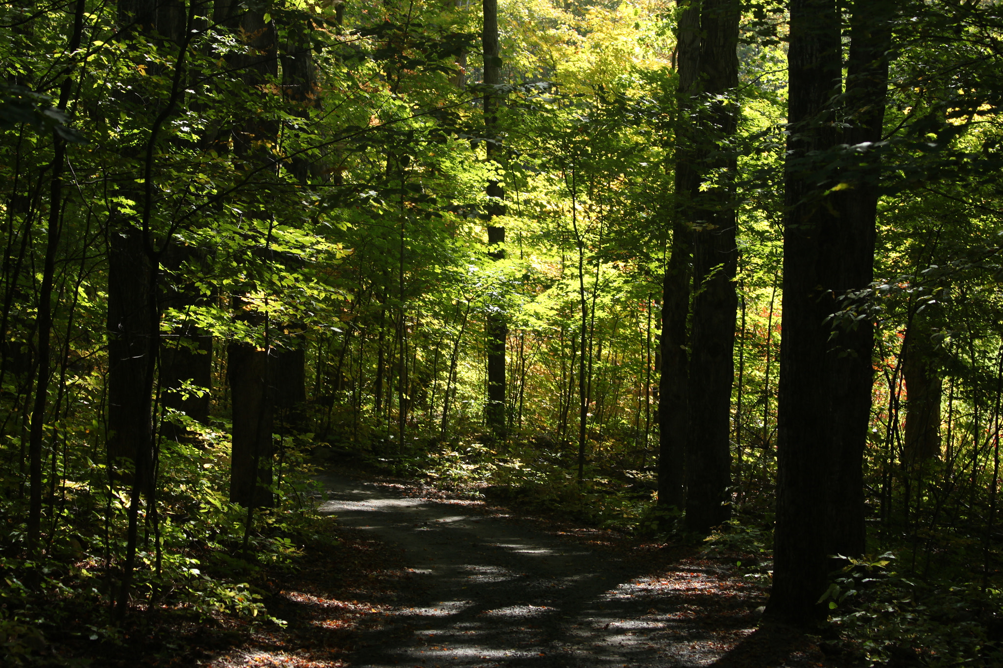 Canon EF 70-300mm F4-5.6 IS USM sample photo. Stroll in the woods photography