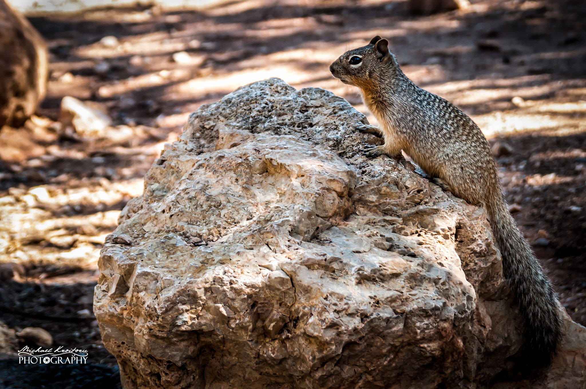 Nikon D90 sample photo. Squirrel photography