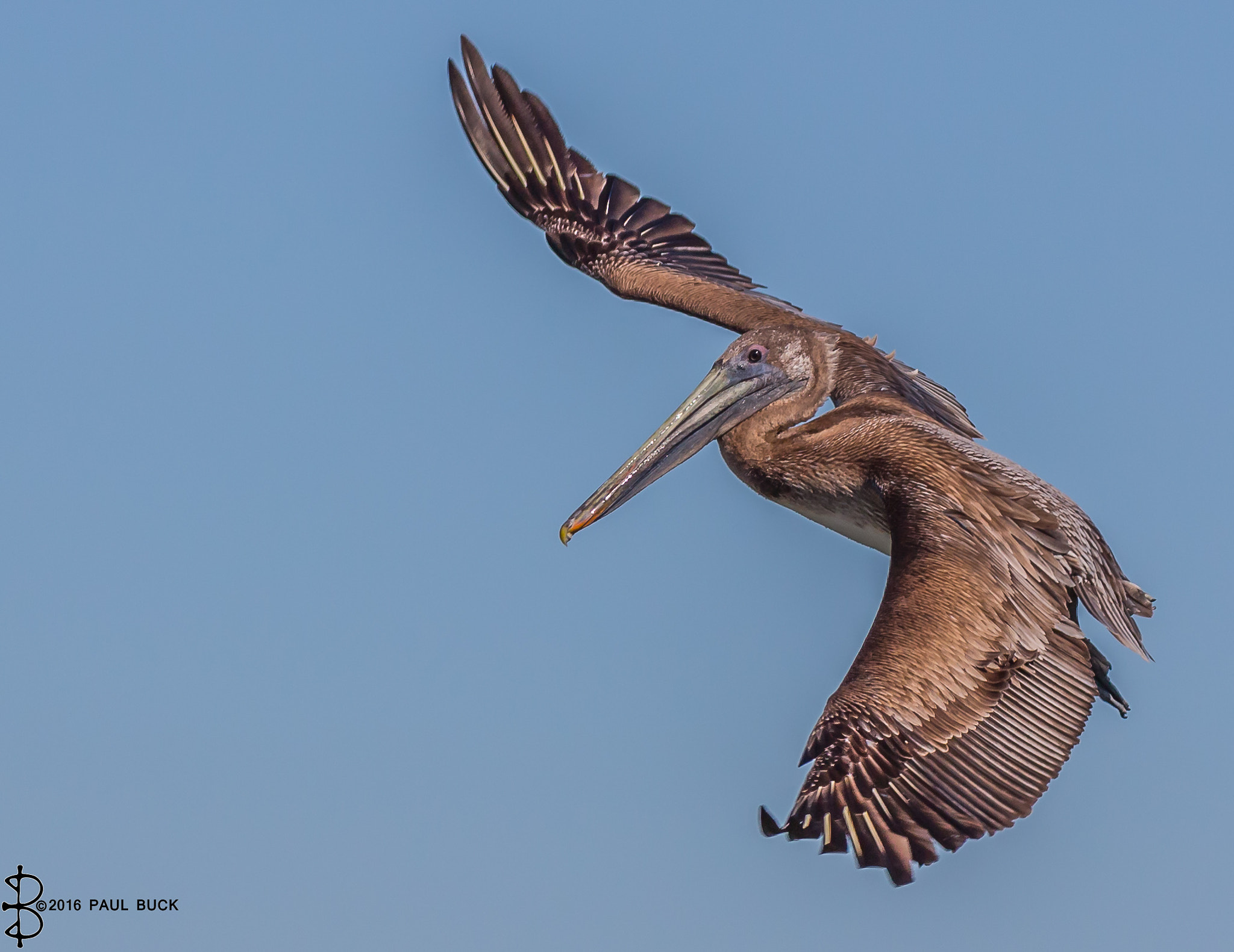 Tamron SP 150-600mm F5-6.3 Di VC USD sample photo. Brown pelican glides 1 photography