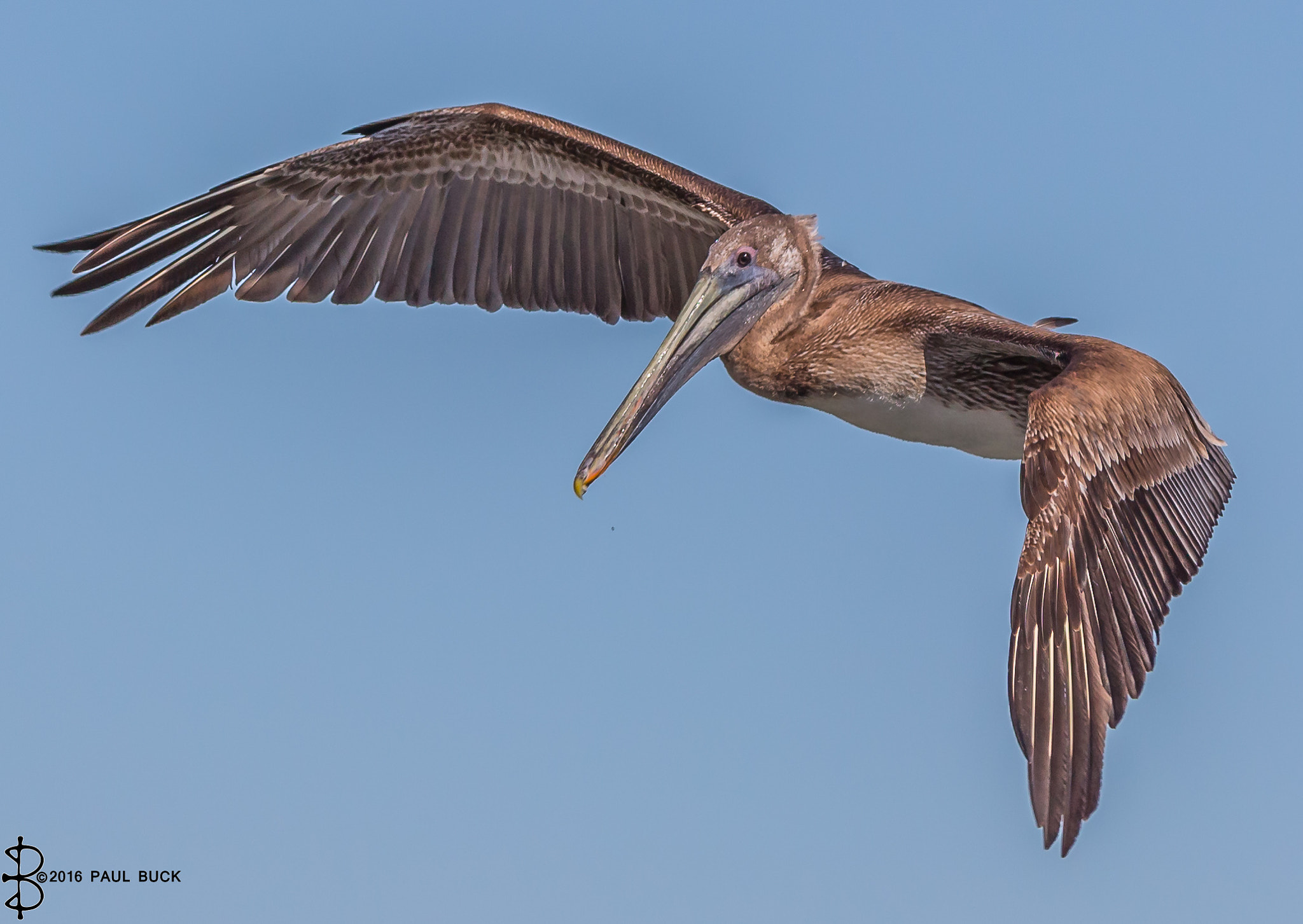 Tamron SP 150-600mm F5-6.3 Di VC USD sample photo. Brown pelican glides 2 photography