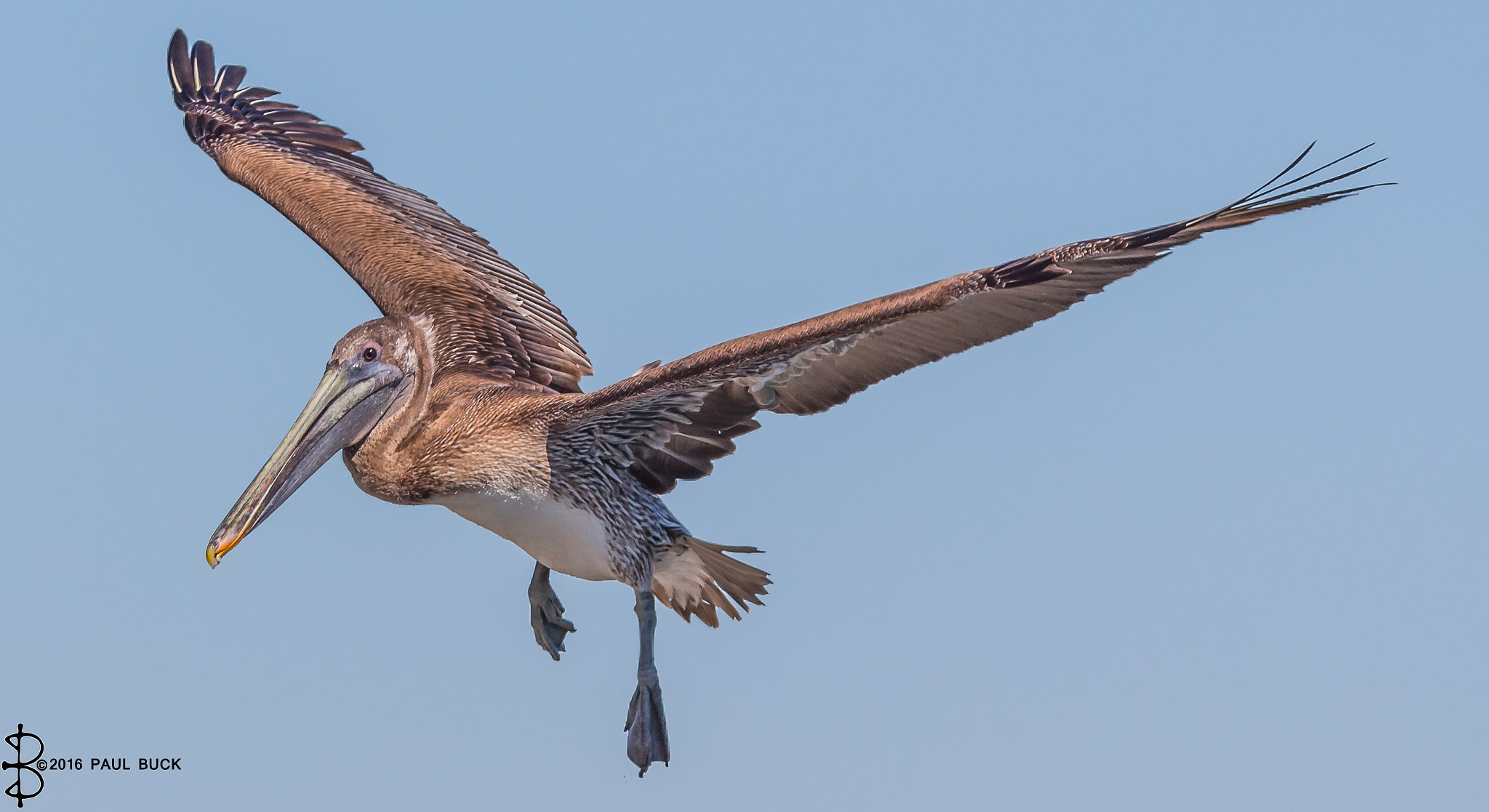 Canon EOS 650D (EOS Rebel T4i / EOS Kiss X6i) sample photo. Brown pelican coming in for landing 1 photography