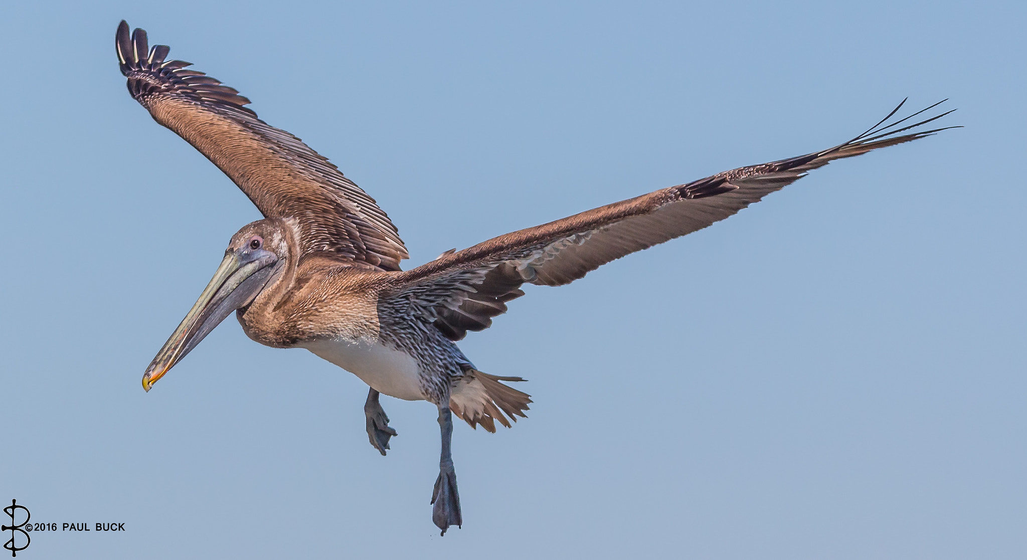 Tamron SP 150-600mm F5-6.3 Di VC USD sample photo. Brown pelican coming in for landing 1 photography