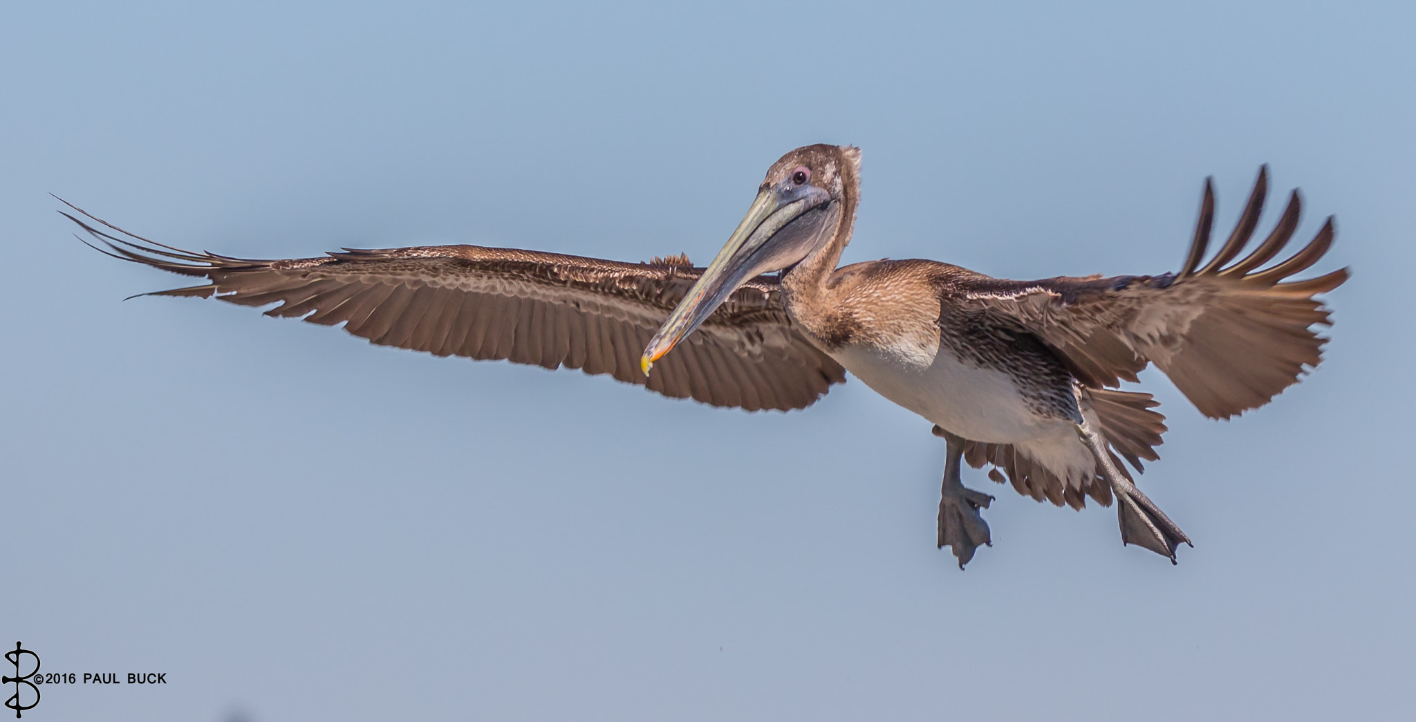 Canon EOS 650D (EOS Rebel T4i / EOS Kiss X6i) + Tamron SP 150-600mm F5-6.3 Di VC USD sample photo. Brown pelican coming in for landing 2 photography