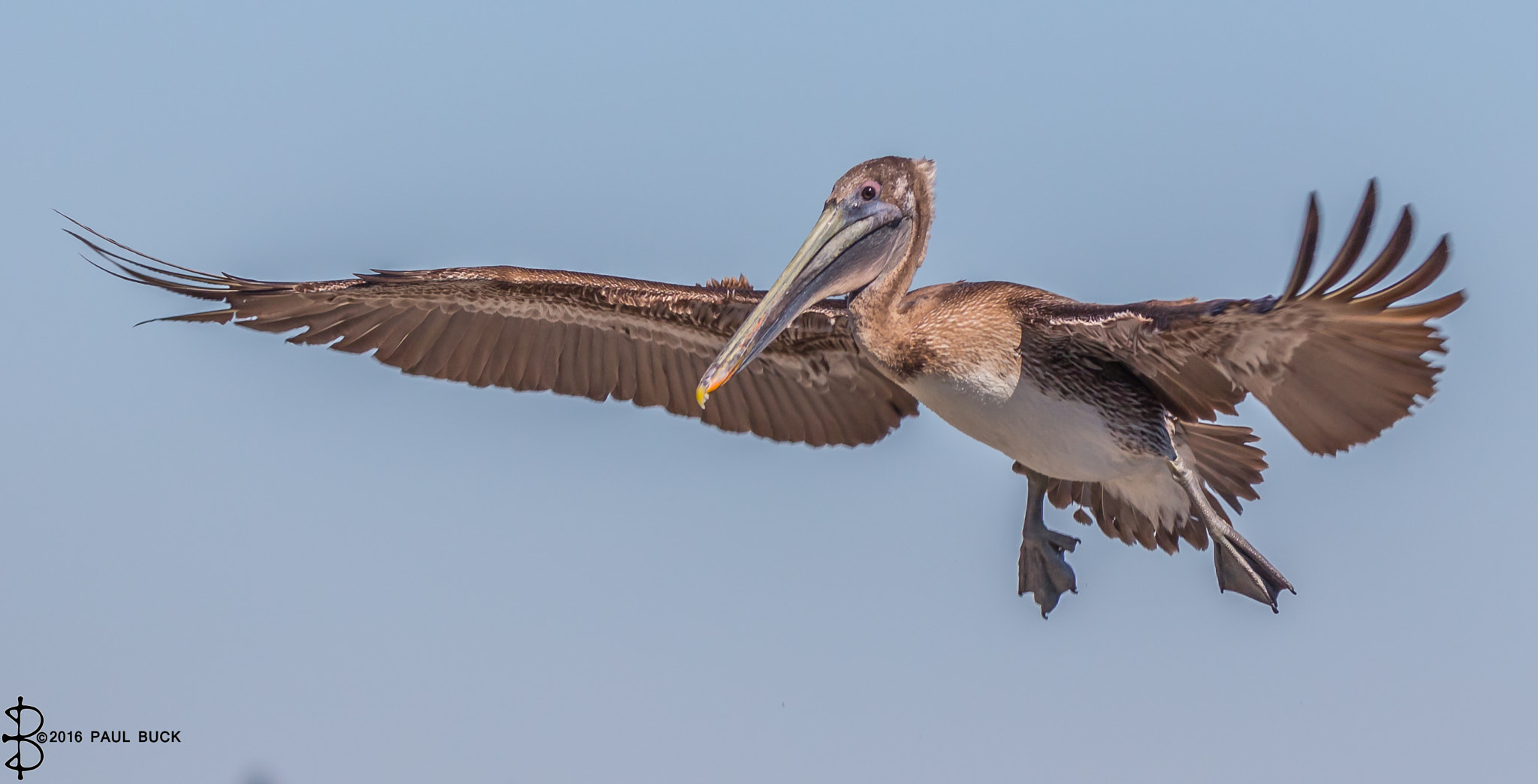 Tamron SP 150-600mm F5-6.3 Di VC USD sample photo. Brown pelican coming in for landing 2 photography