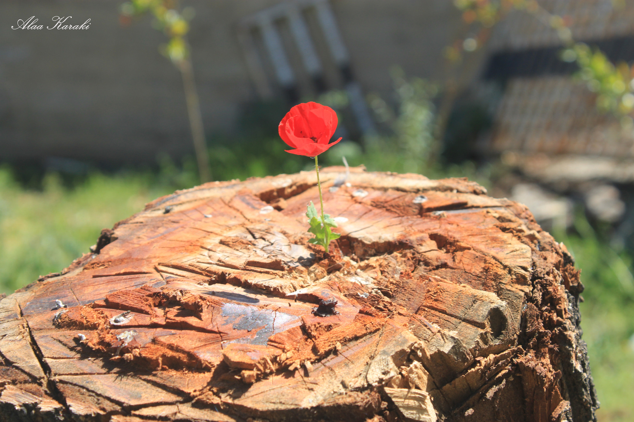 Canon EOS 500D (EOS Rebel T1i / EOS Kiss X3) sample photo. وحيداً photography