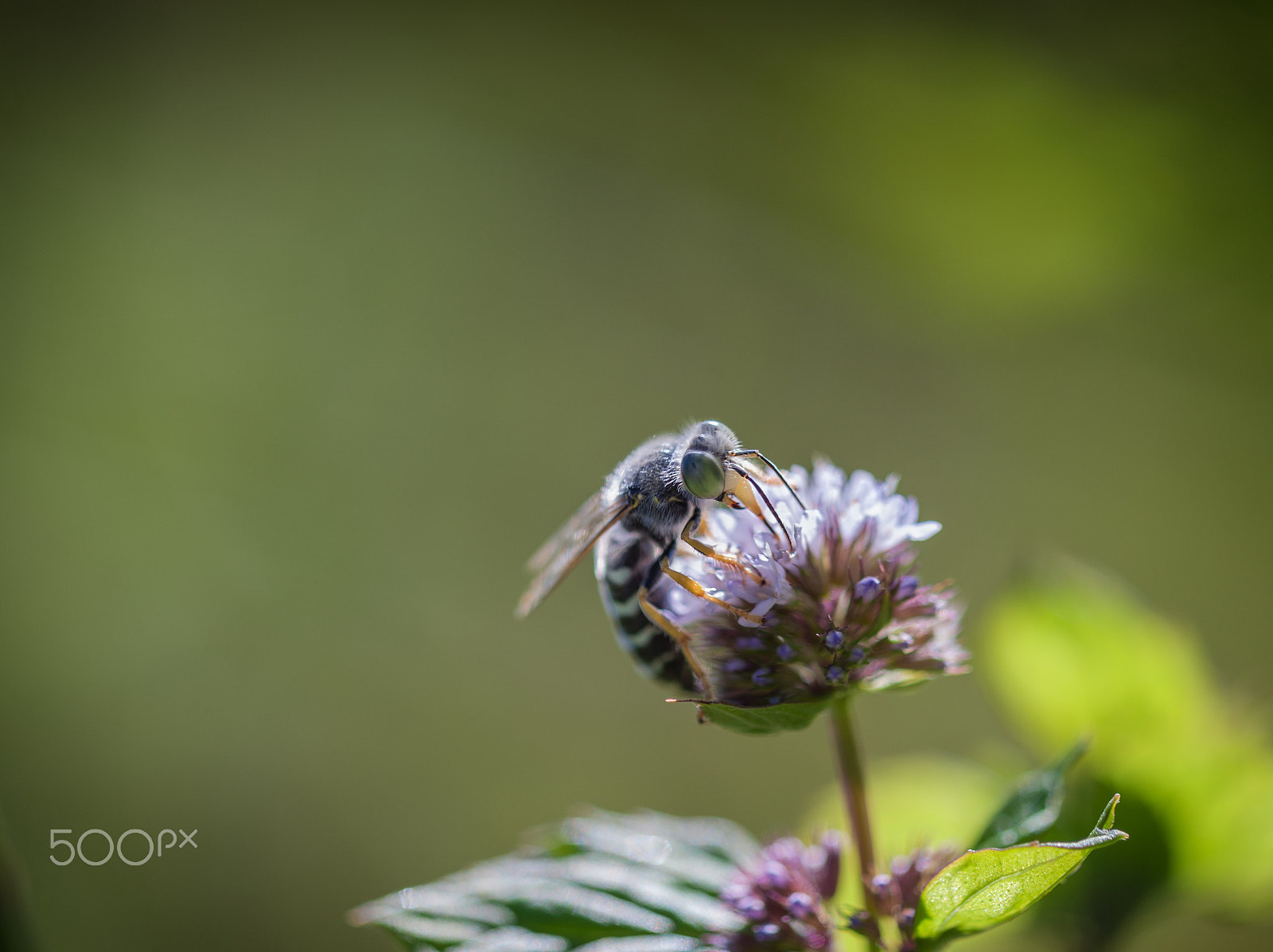 Nikon D3X + Nikon AF Micro-Nikkor 200mm F4D ED-IF sample photo. Beautiful wasp photography