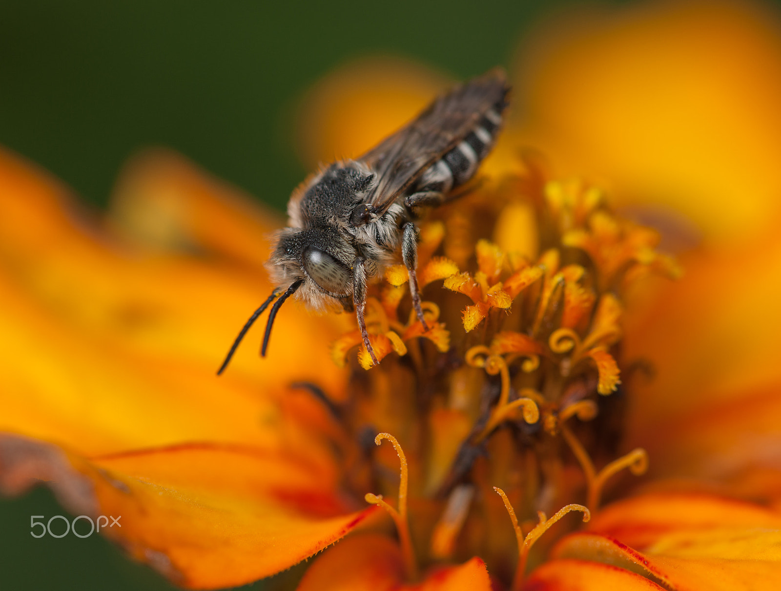 Nikon D3X + Nikon AF Micro-Nikkor 200mm F4D ED-IF sample photo. Cuckoo bee on orange photography