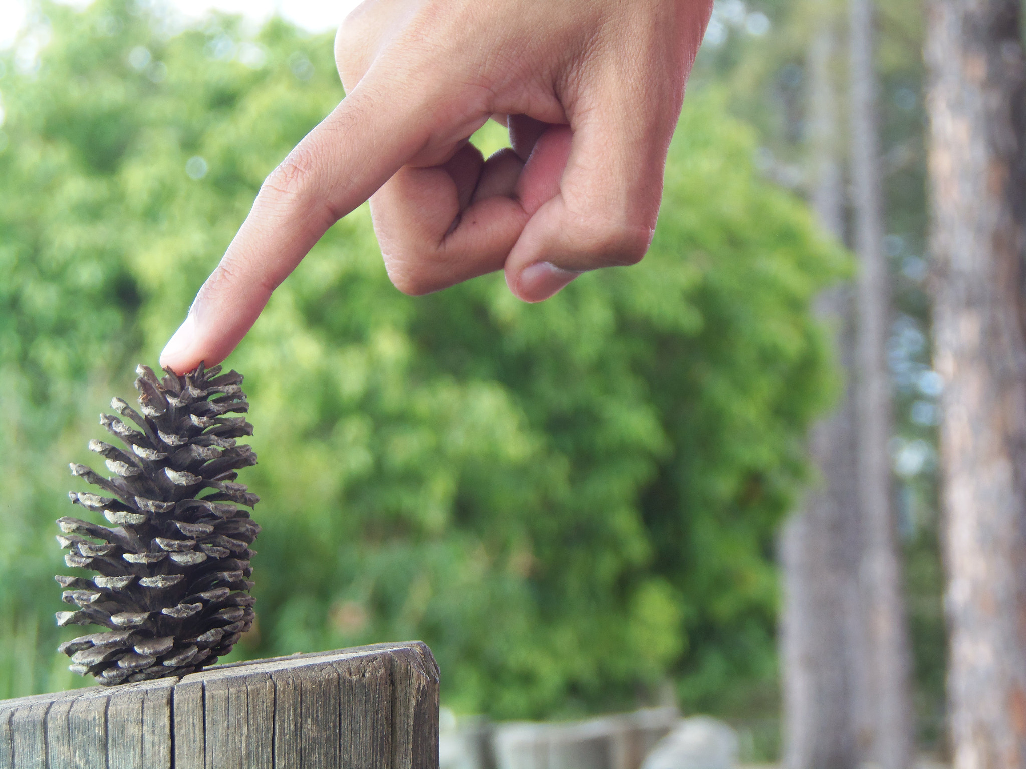 Nikon COOLPIX L315 sample photo. Playing a pinecone photography