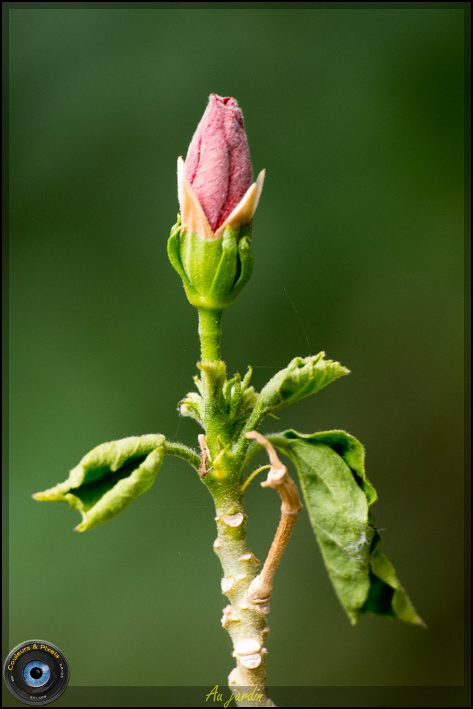 Pentax K-3 II sample photo. Au jardin photography