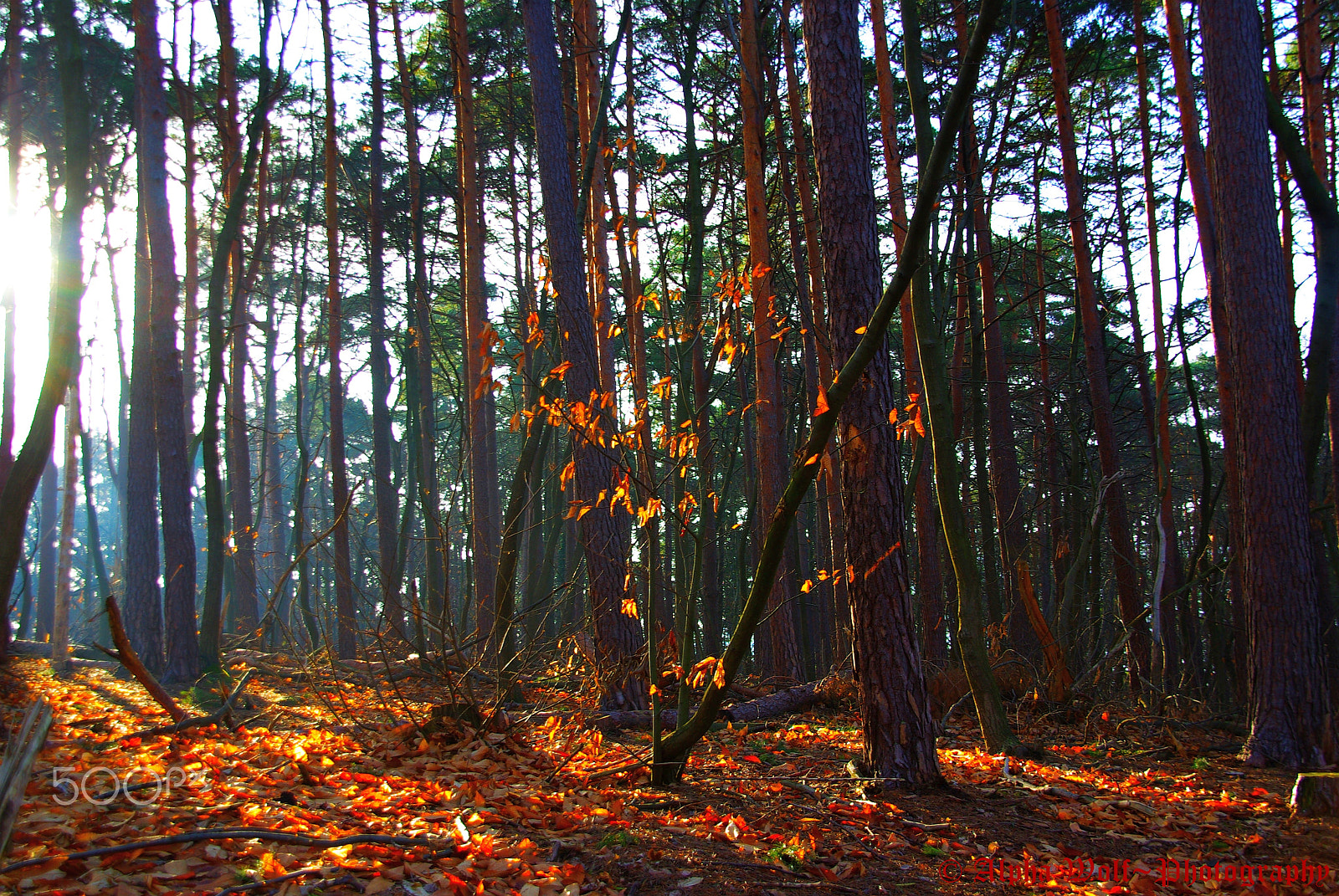 Sigma Lens (3 255) sample photo. Wood photography