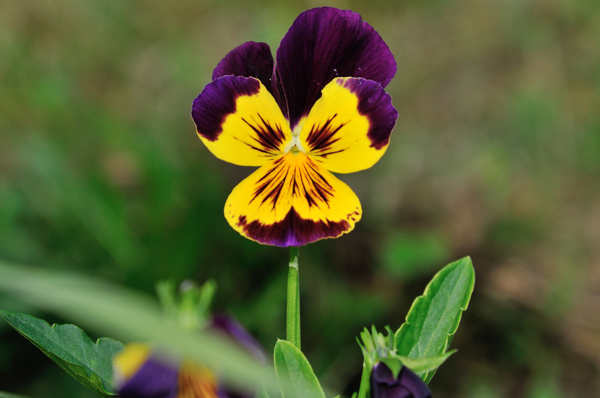 Nikon AF-S Nikkor 24-120mm F4G ED VR sample photo. Flower photography