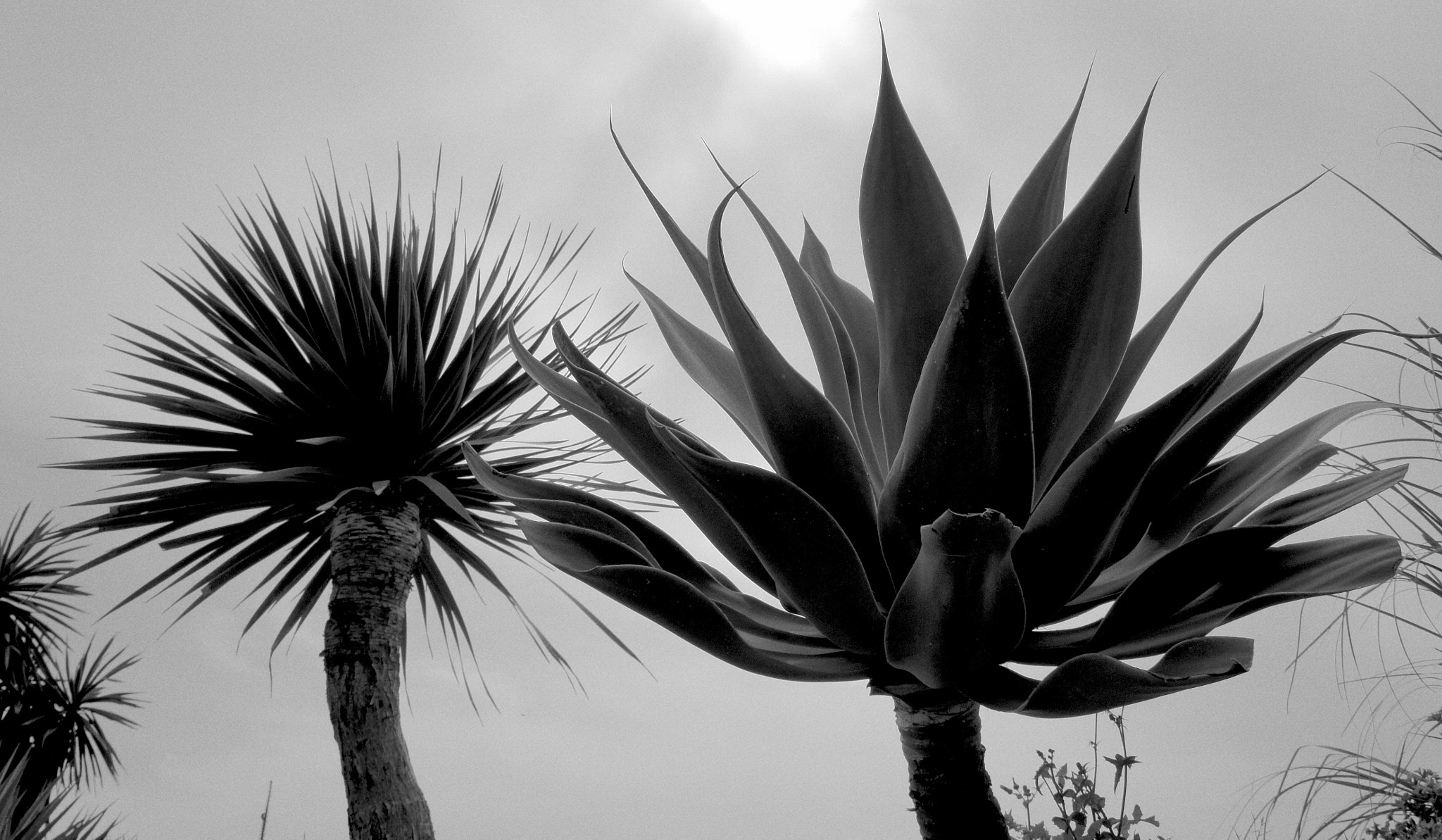 Sony Alpha NEX-5 sample photo. Plants (b&w) photography