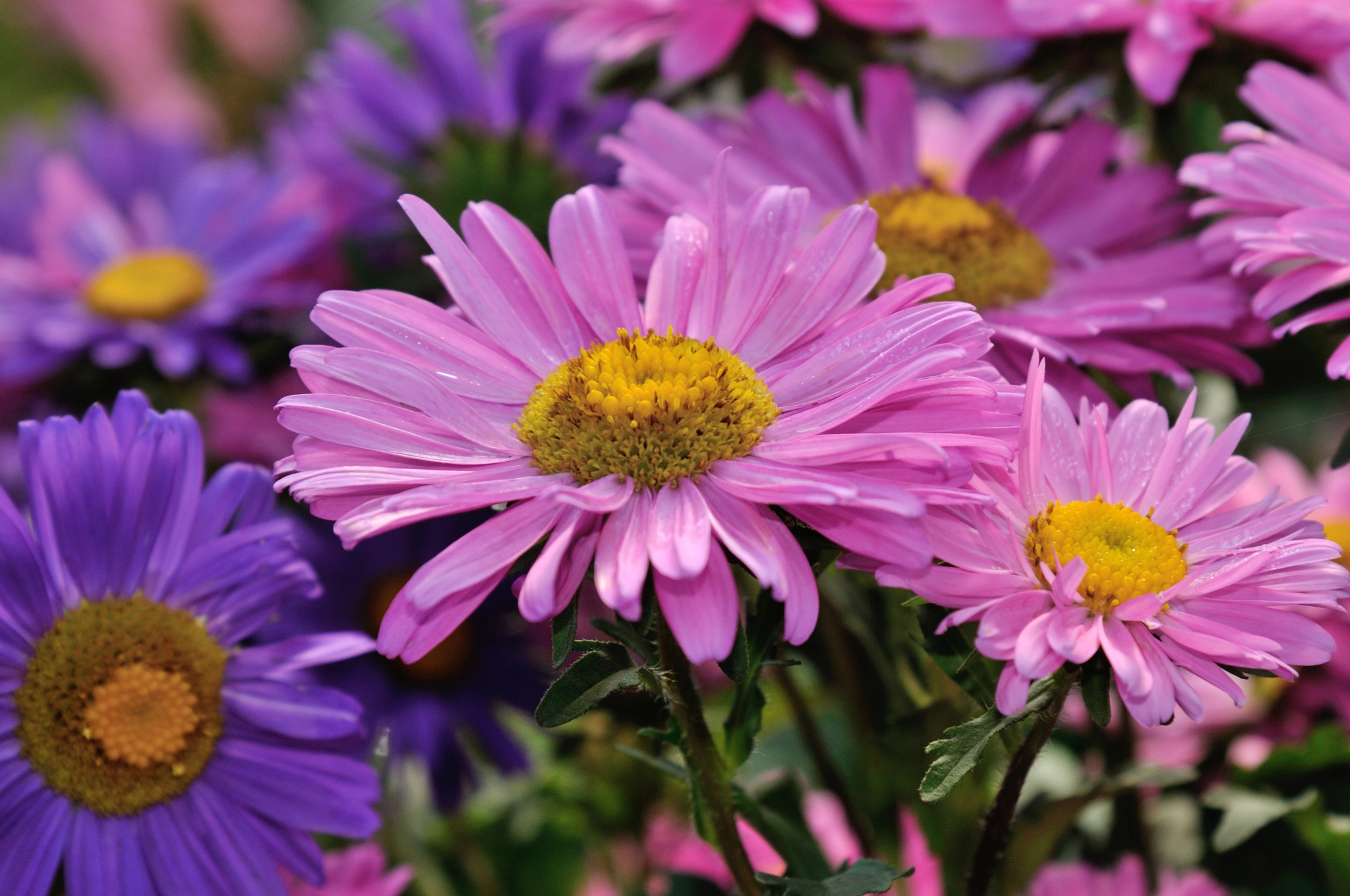 Nikon AF-S Nikkor 24-120mm F4G ED VR sample photo. Margarita photography