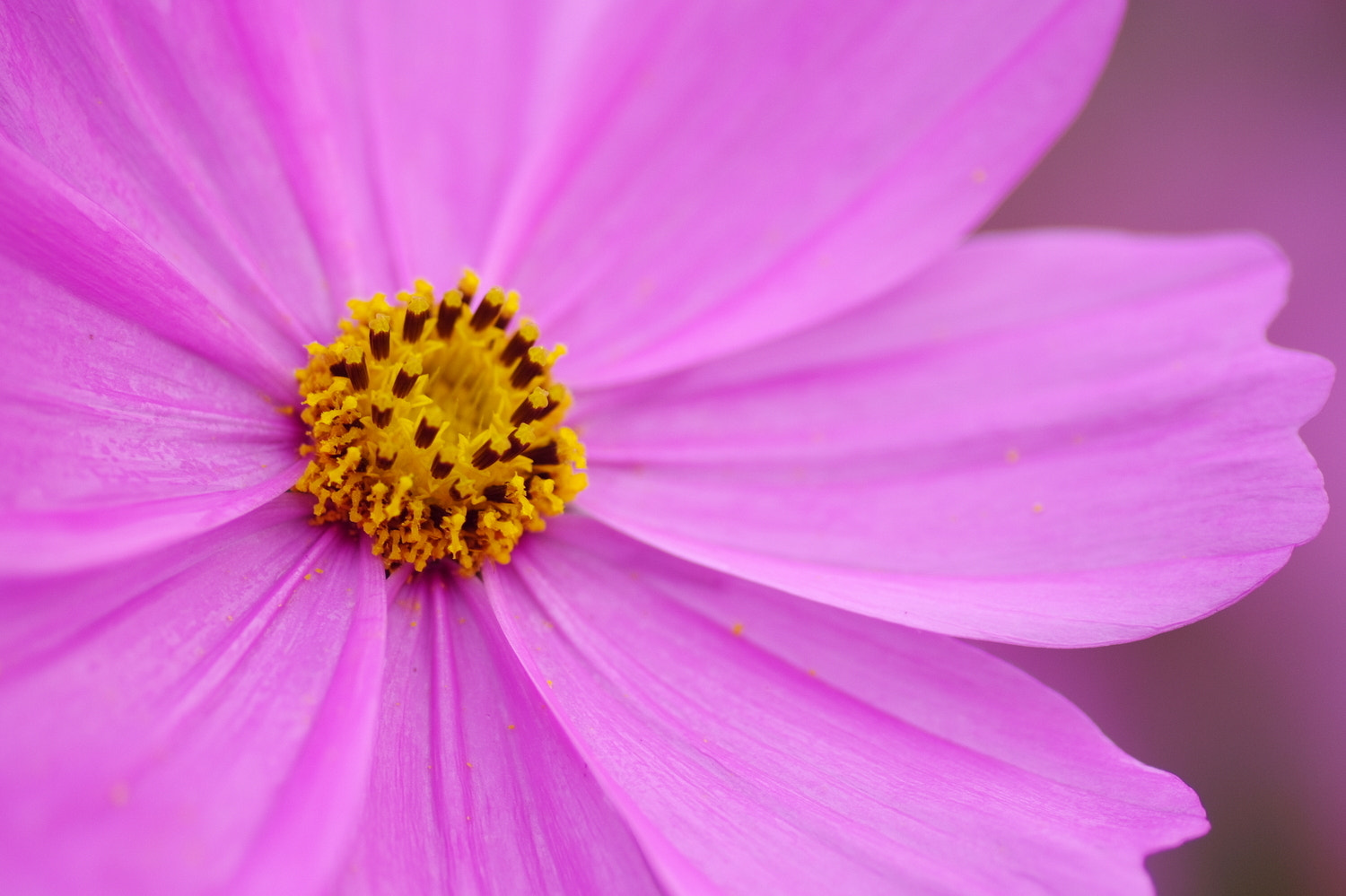 Pentax K20D sample photo. Cosmos photography