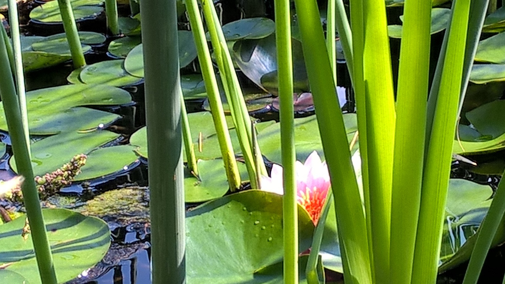 Nokia Lumia 830 sample photo. Beauty... photography