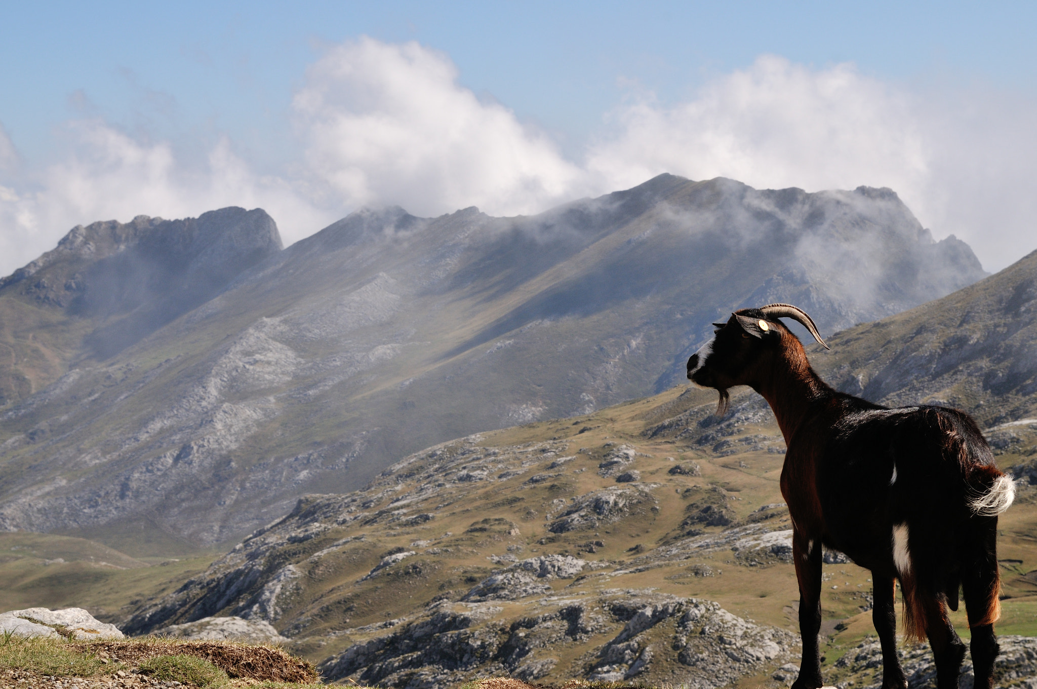 Nikon AF-S Nikkor 24-120mm F4G ED VR sample photo. Goat photography