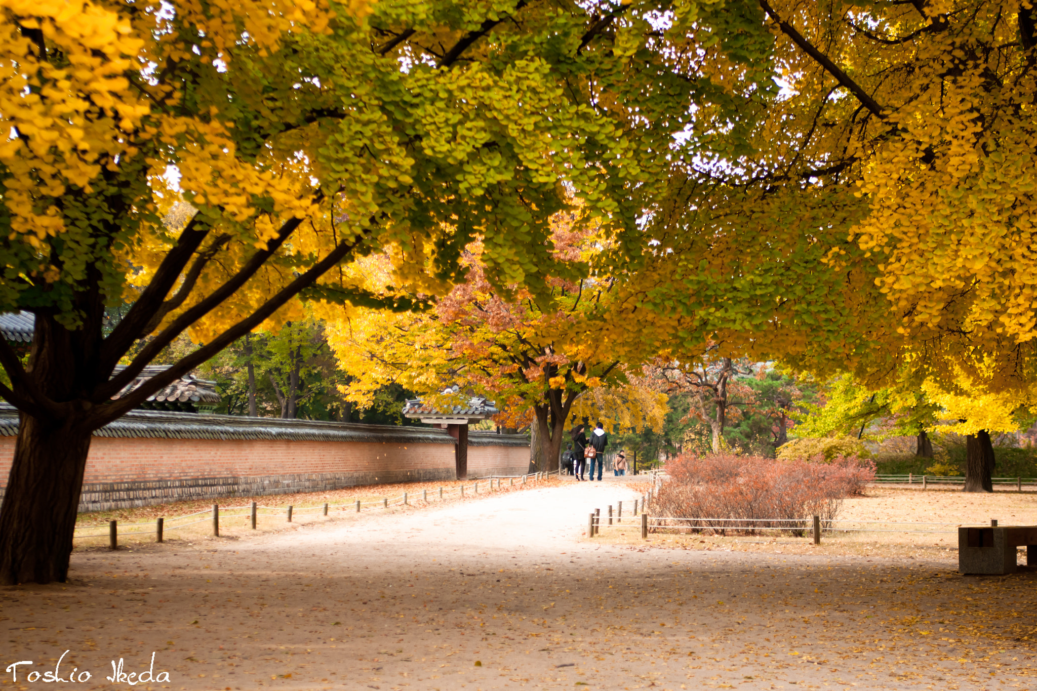 Sony Alpha DSLR-A700 + Sigma AF 28-70mm F2.8 sample photo. Yellow leaves at seoul photography