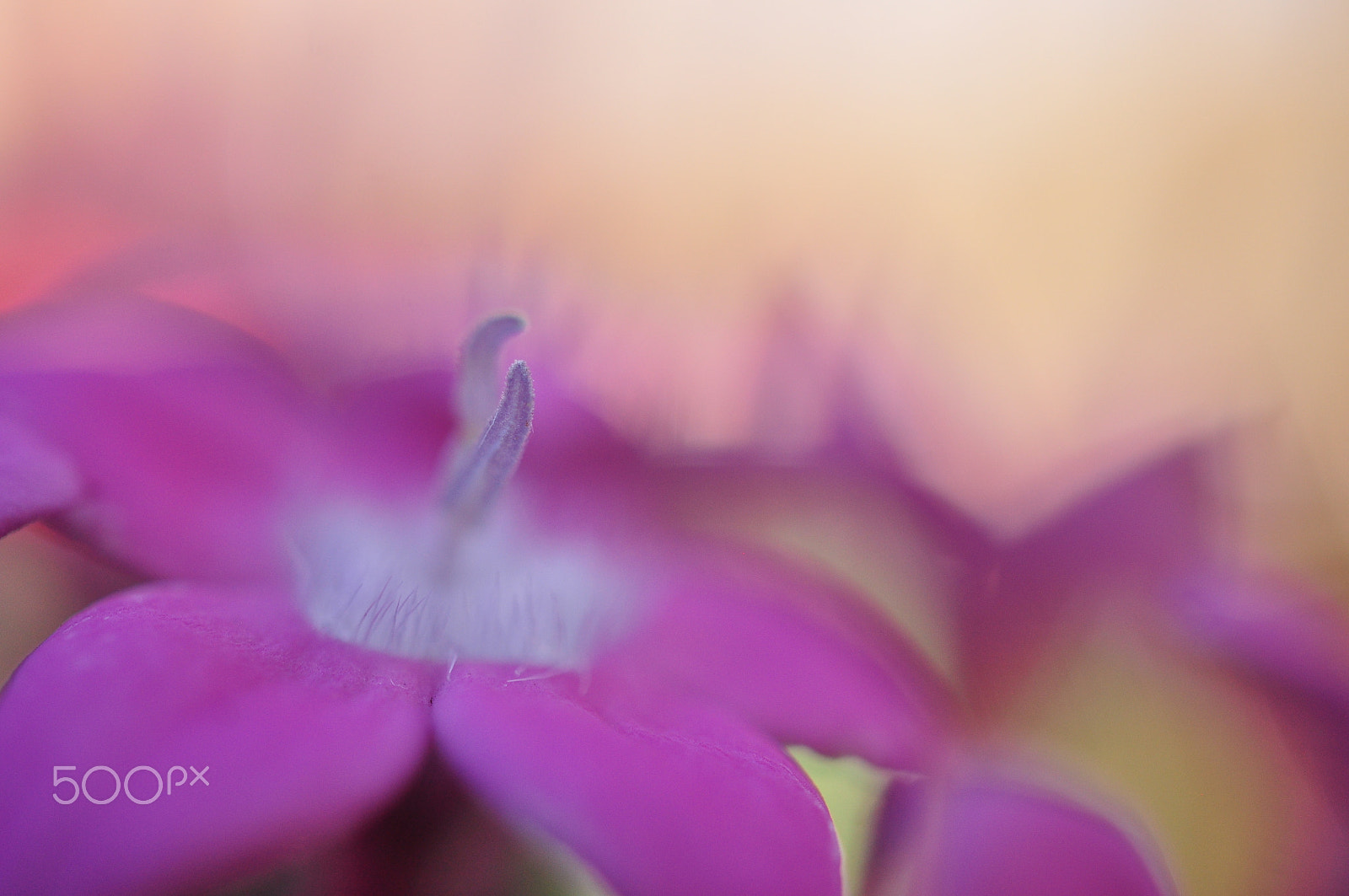 Nikon AF-S DX Micro Nikkor 40mm F2.8 sample photo. Pentas photography