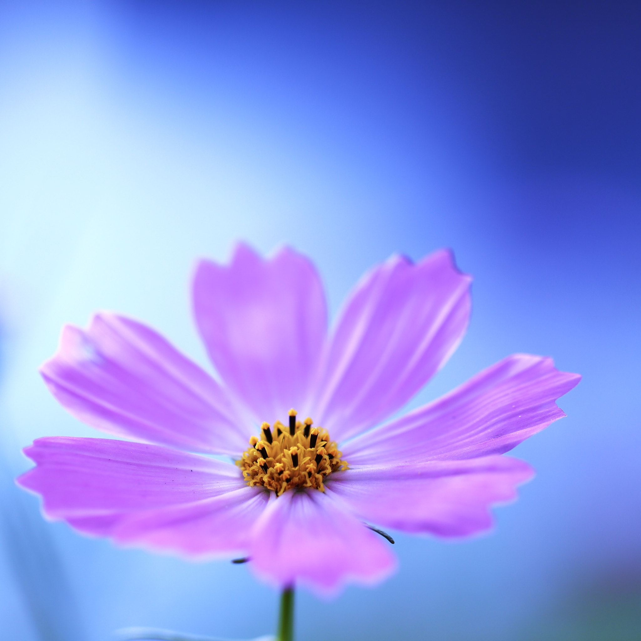 Canon EOS 6D + Canon EF 100mm F2.8L Macro IS USM sample photo. Cosmos photography