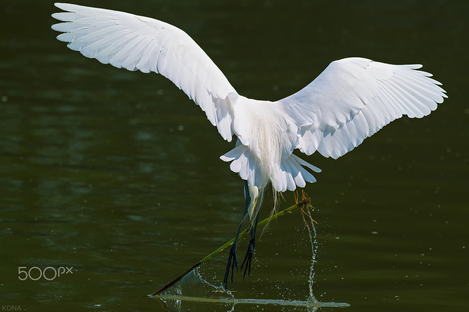 Nikon AF-S Nikkor 400mm F2.8G ED VR II sample photo. 30026508472.  sagi photography