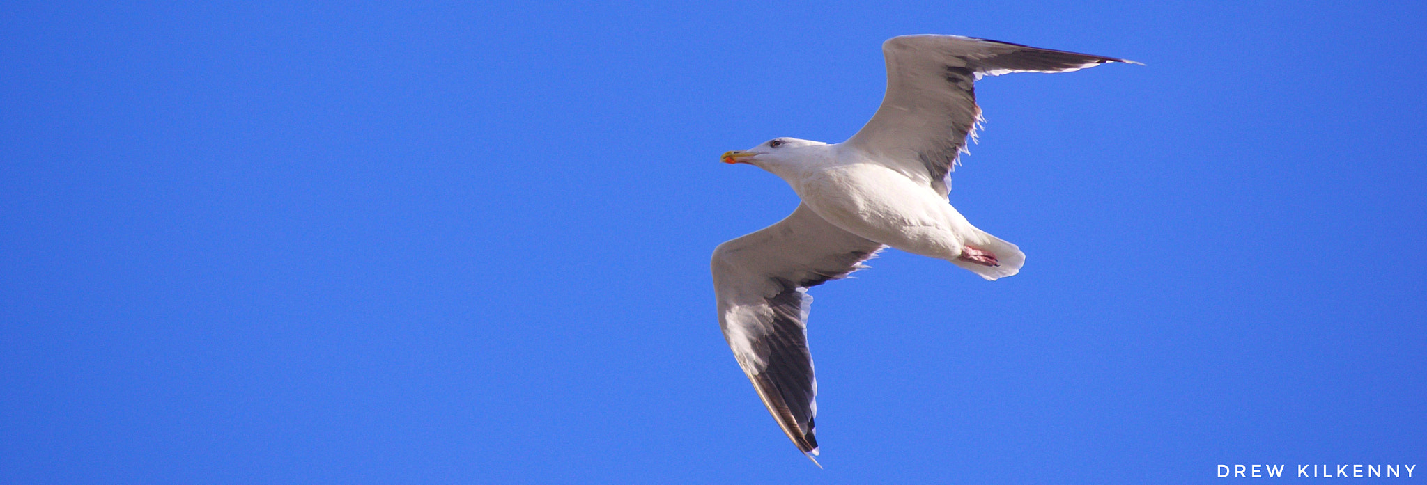 Sony DT 55-200mm F4-5.6 SAM sample photo. Let's fly photography