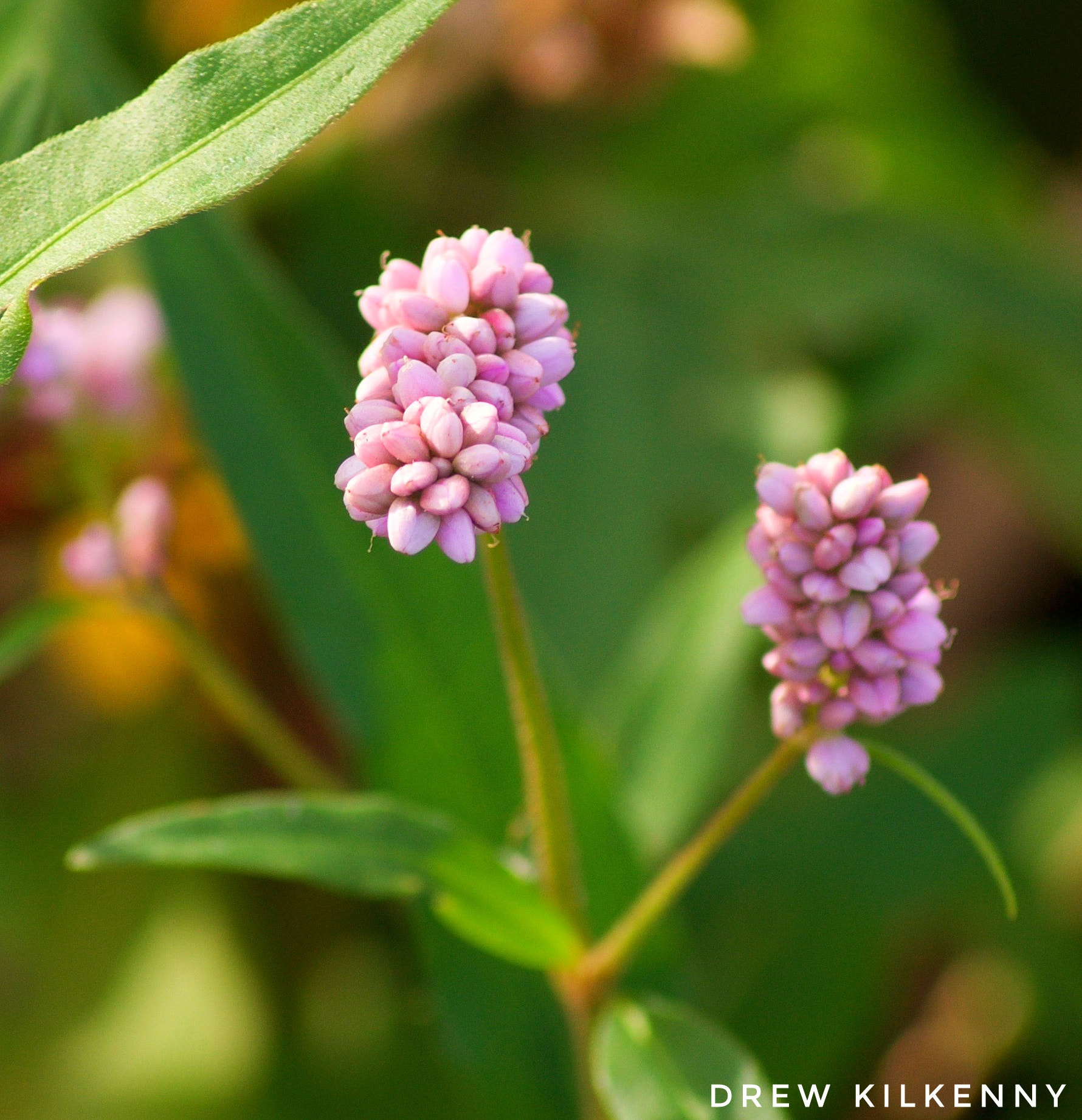 Sony DT 55-200mm F4-5.6 SAM sample photo. Pretty flowers  photography