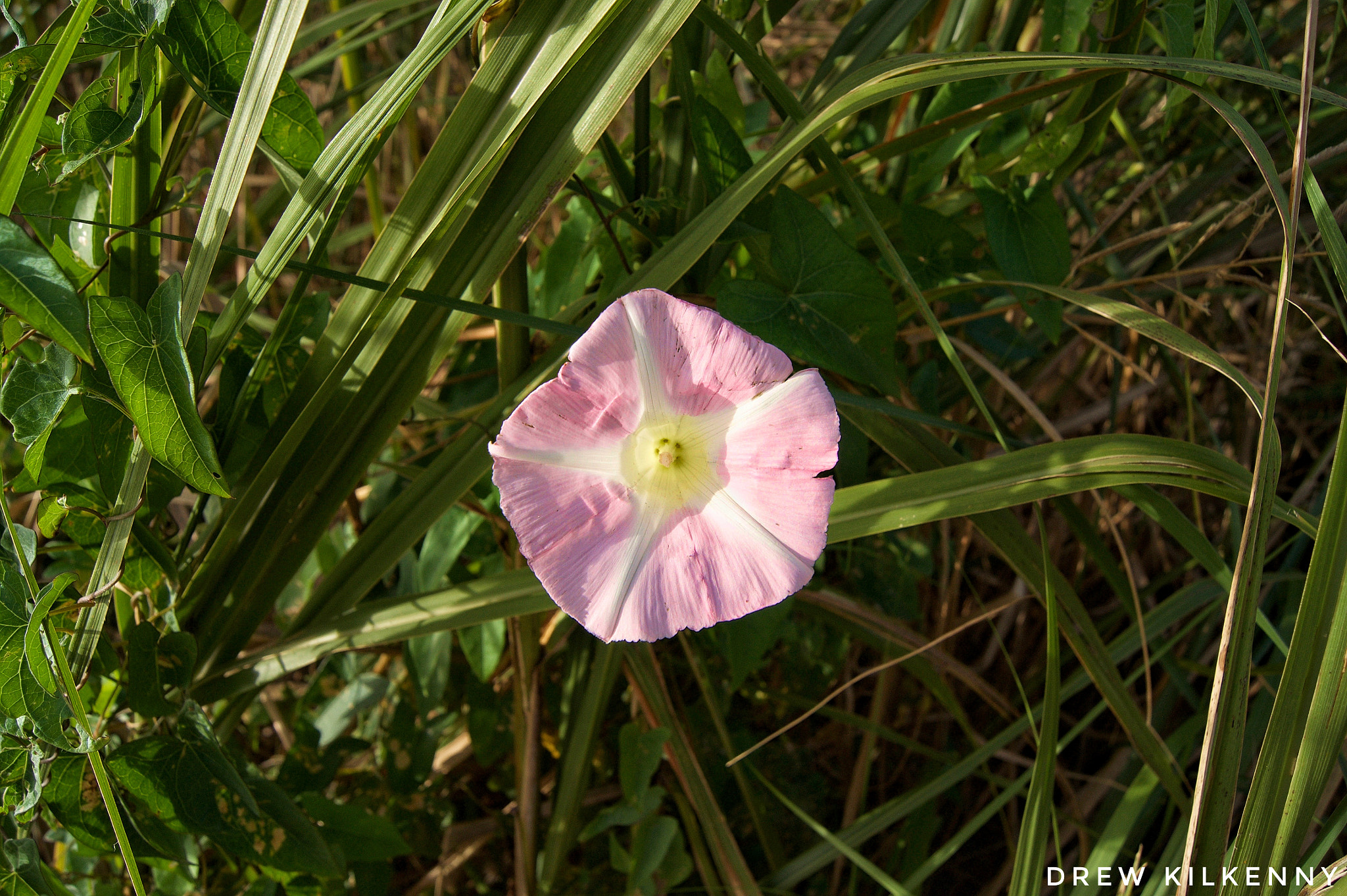 Sony SLT-A33 + Sony DT 18-55mm F3.5-5.6 SAM sample photo. Morning glory out at sunset  photography