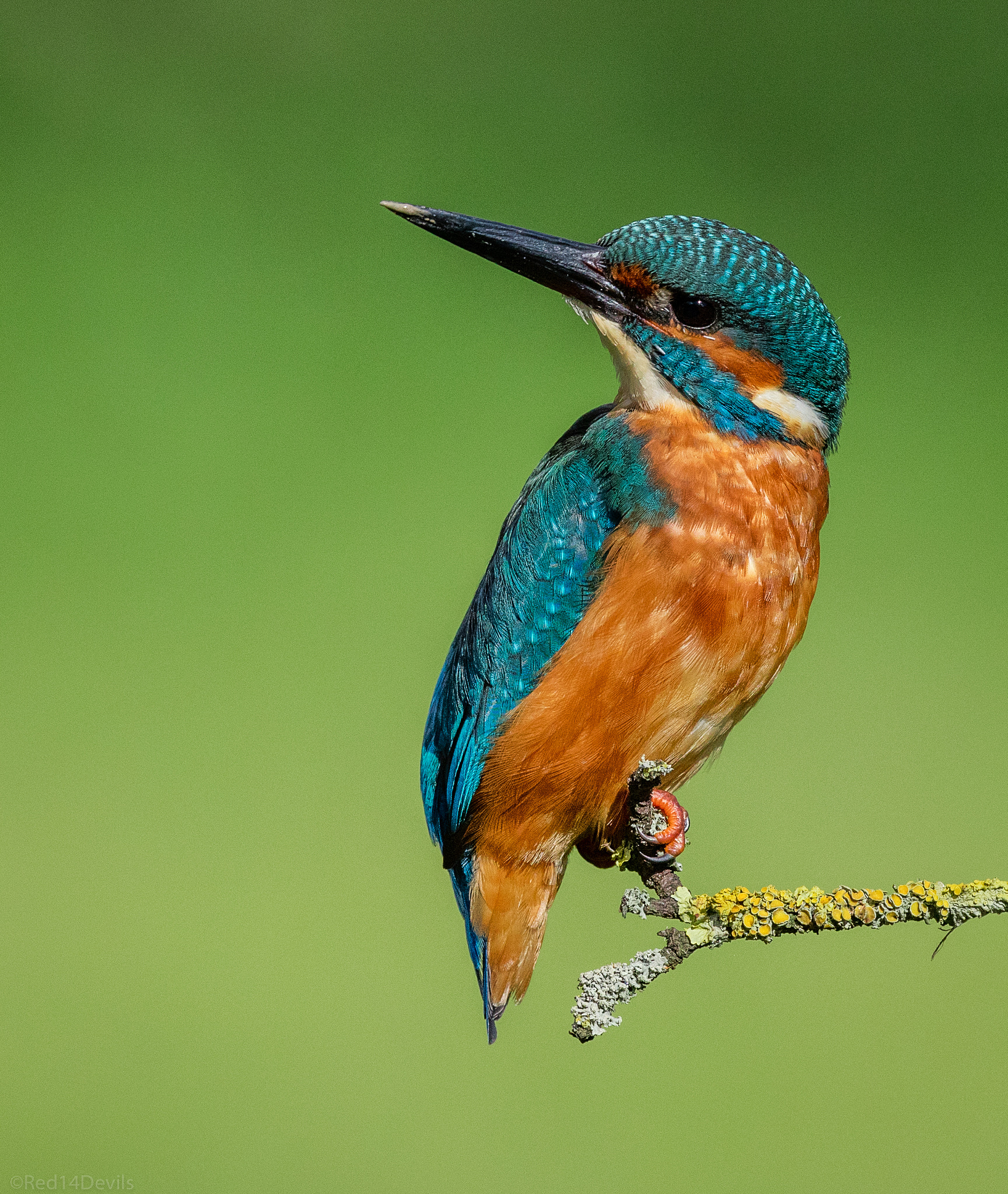 Canon EF 200-400mm F4L IS USM Extender 1.4x sample photo. Common kingfisher photography