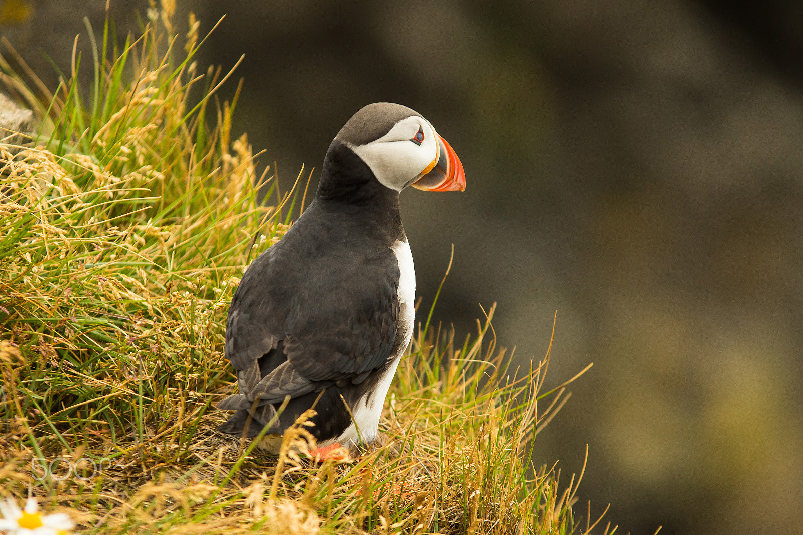 Canon EOS 7D Mark II + Sigma 70-200mm F2.8 EX DG OS HSM sample photo. Puffin photography