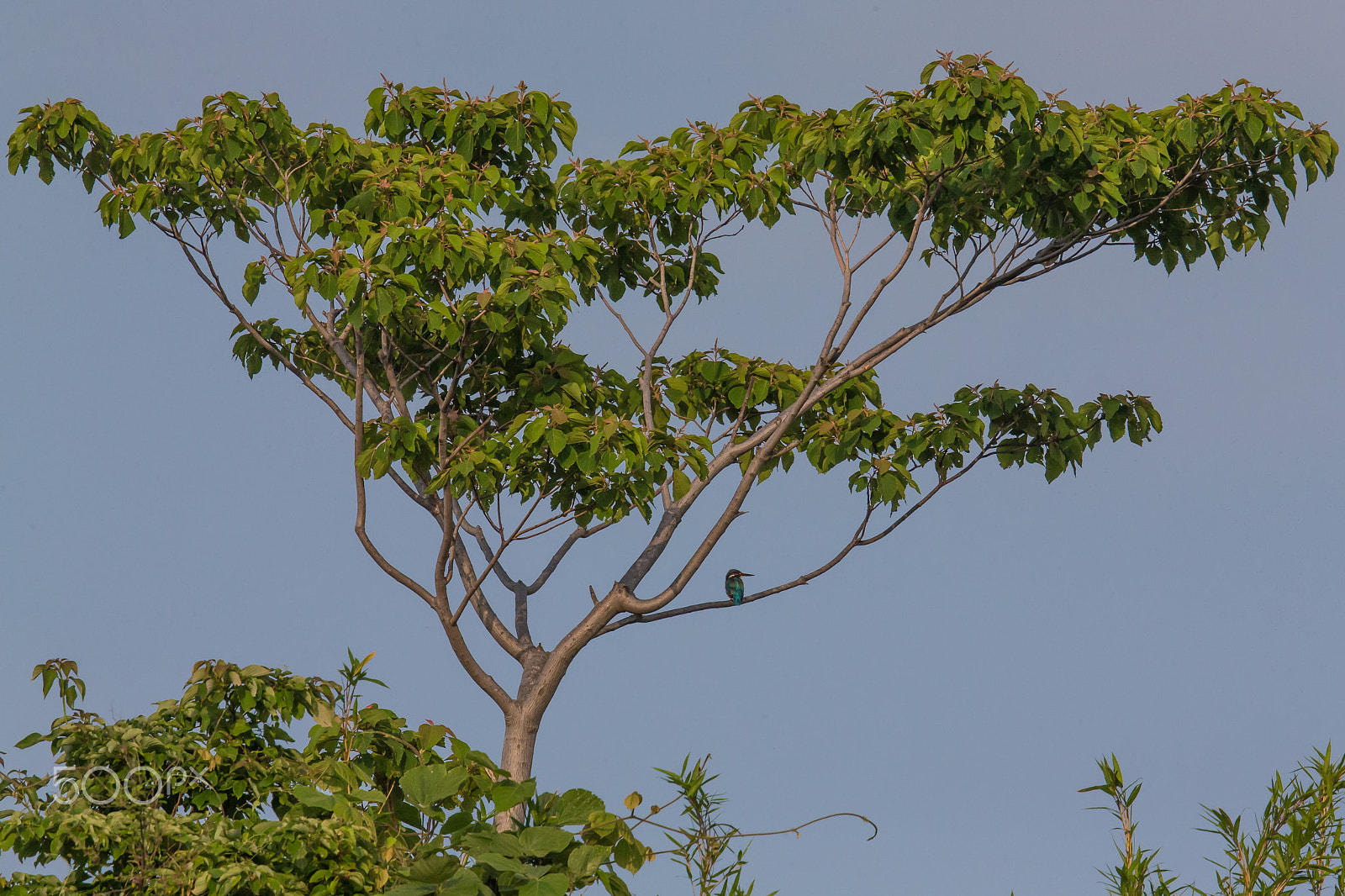 Canon EF 500mm F4L IS II USM sample photo. Kingfisher, a long break photography