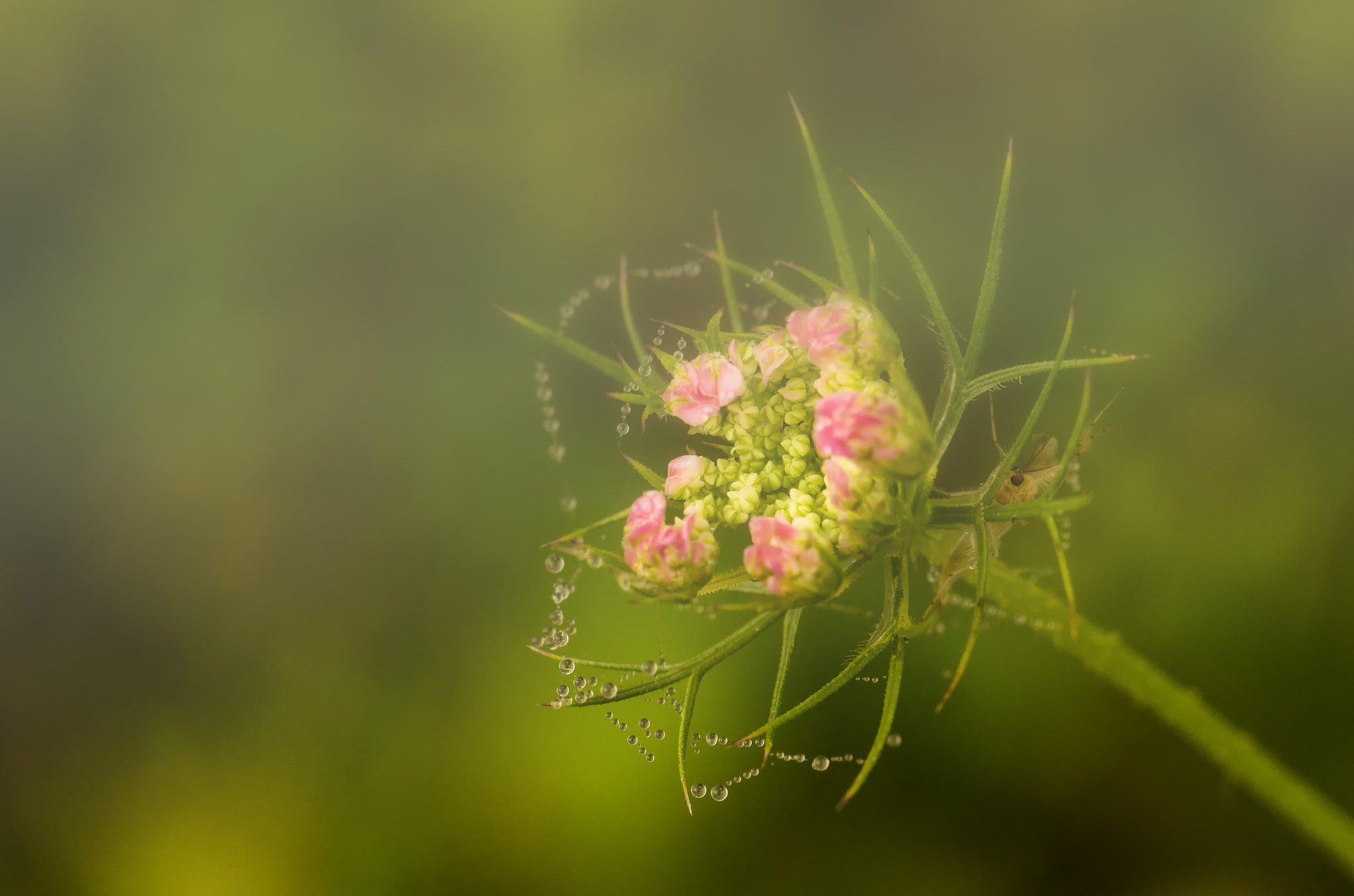 Nikon D7000 + AF Micro-Nikkor 105mm f/2.8 sample photo. Morning beauty photography