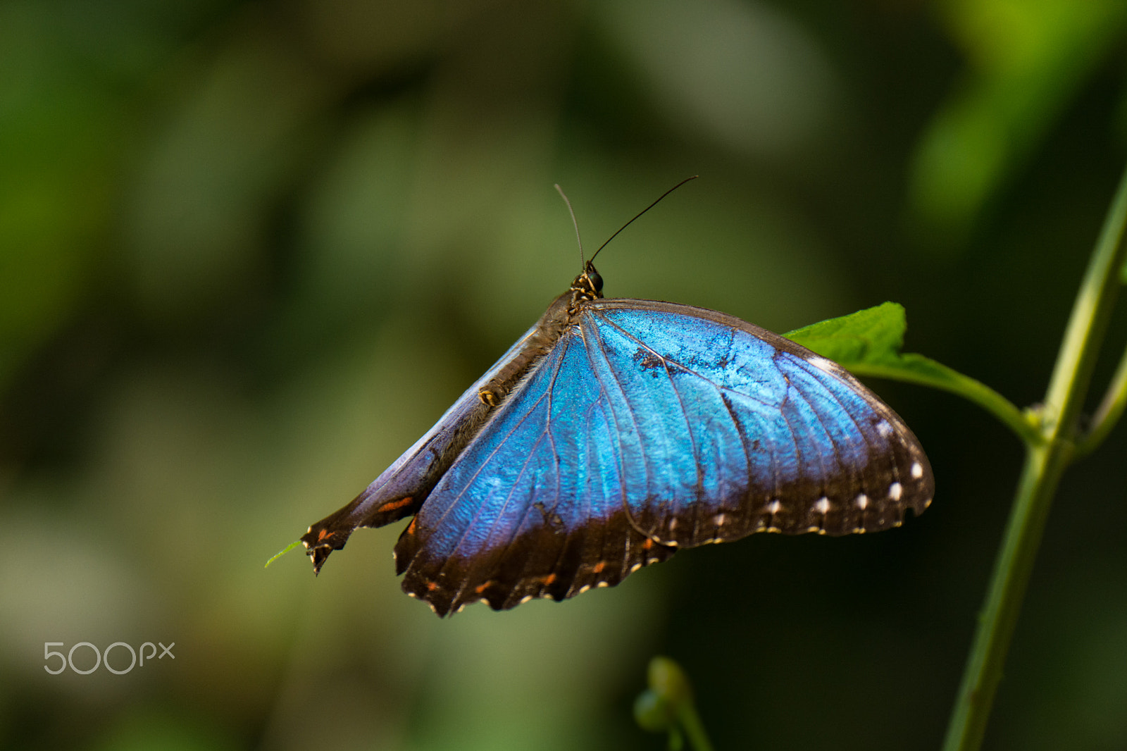 Nikon D7100 sample photo. Blue morpho butterfly photography