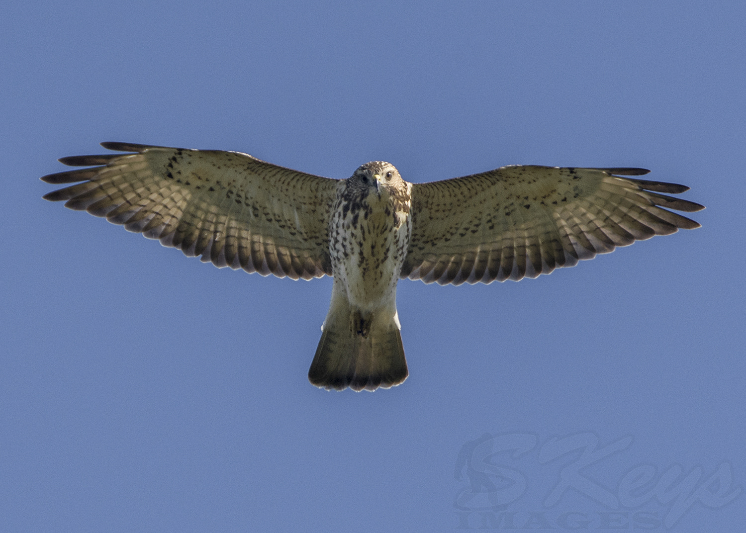 Nikon D7200 + Sigma 500mm F4.5 EX DG HSM sample photo. Migrating raptors (broad-winged hawk) photography