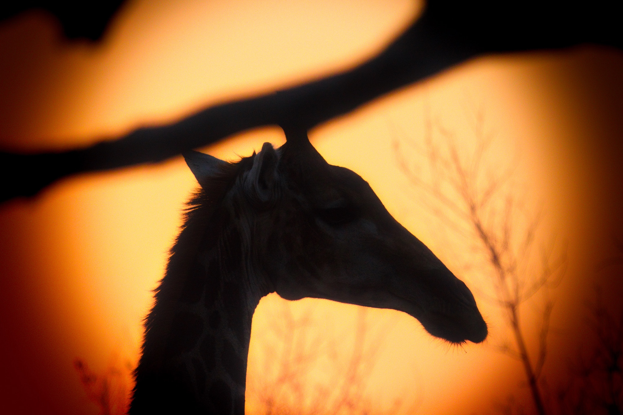 Canon EF 500mm F4L IS II USM sample photo. Sunrise silhouette. photography