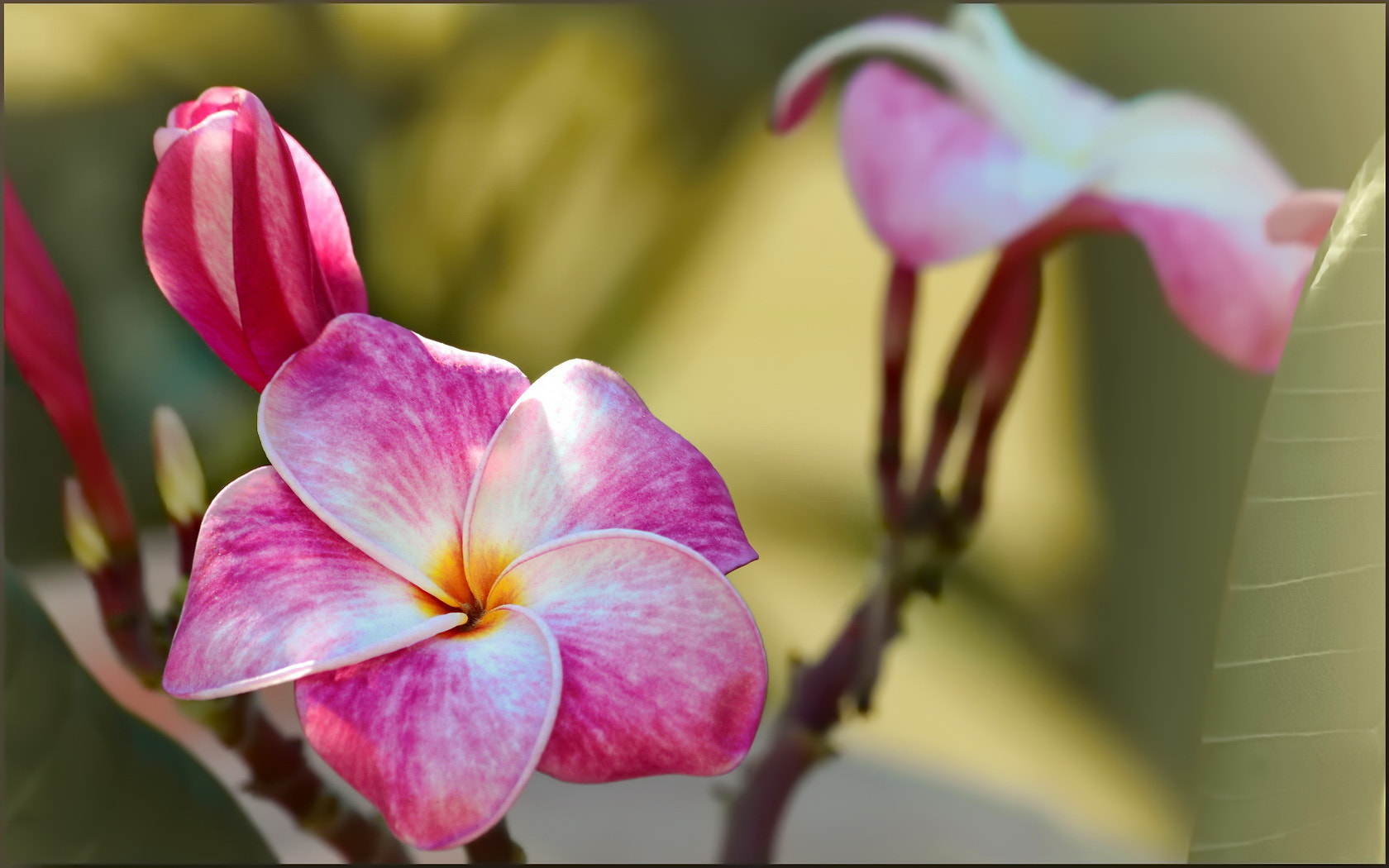 Sigma 70-300mm F4-5.6 APO Macro Super II sample photo. Fade to pink photography