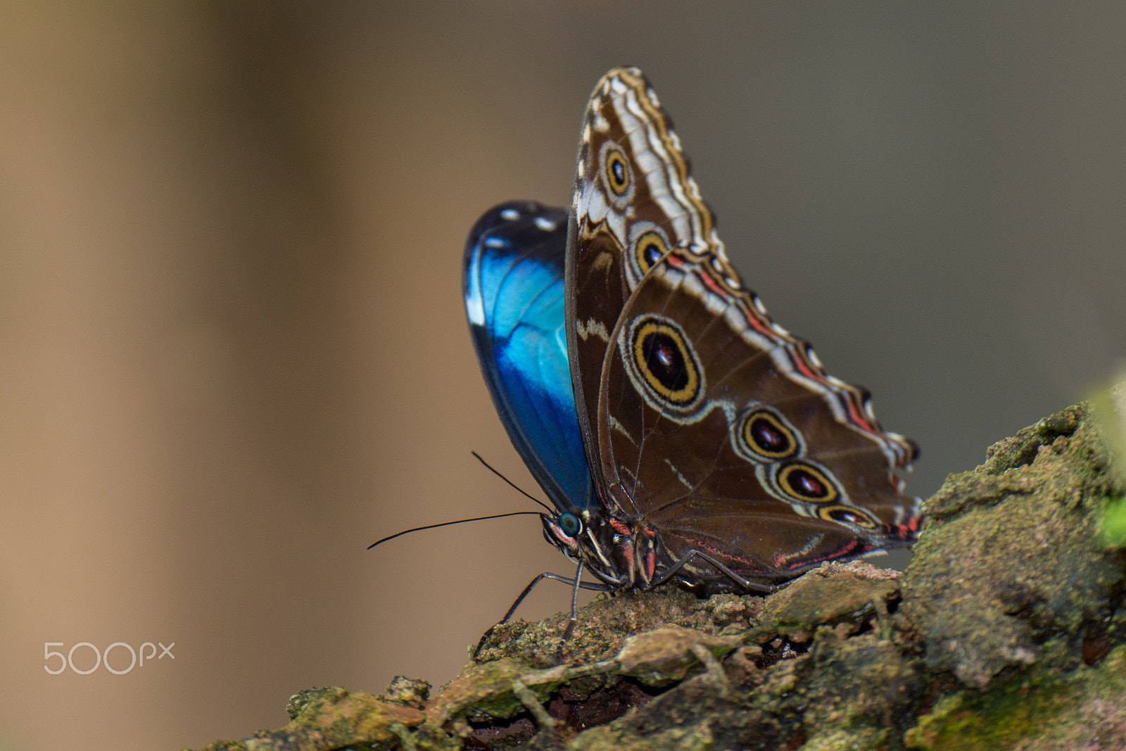 Nikon D7100 + Nikon AF-S Nikkor 80-400mm F4.5-5.6G ED VR sample photo. Blue morpho butterfly on a branch photography