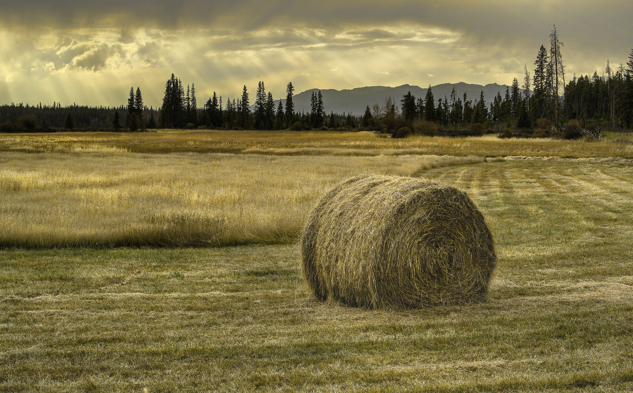 Sony 75-300mm F4.5-5.6 sample photo. Hay photography