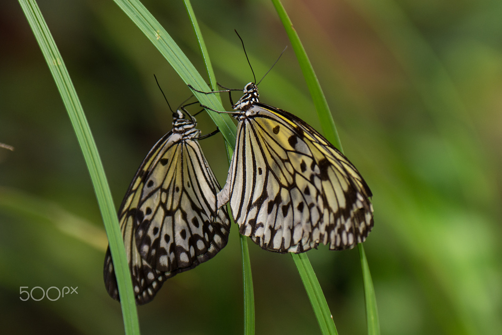 Nikon D7100 sample photo. White tree nymph butterfly pairing photography