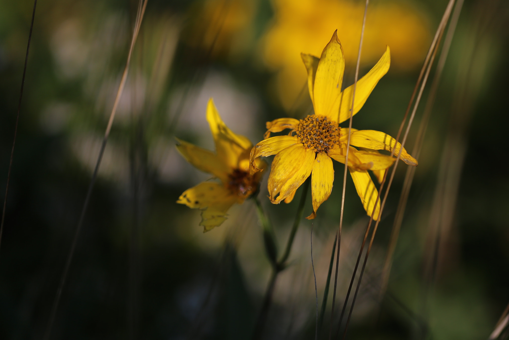 Canon EOS 6D + Canon EF 100mm F2.8L Macro IS USM sample photo. Autumn flower 1 photography