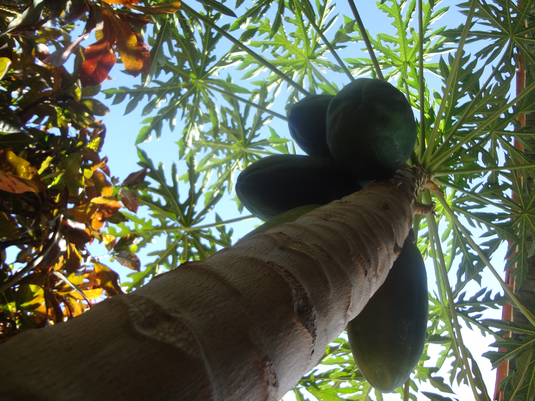 Sony DSC-WX7 sample photo. Papayas photography