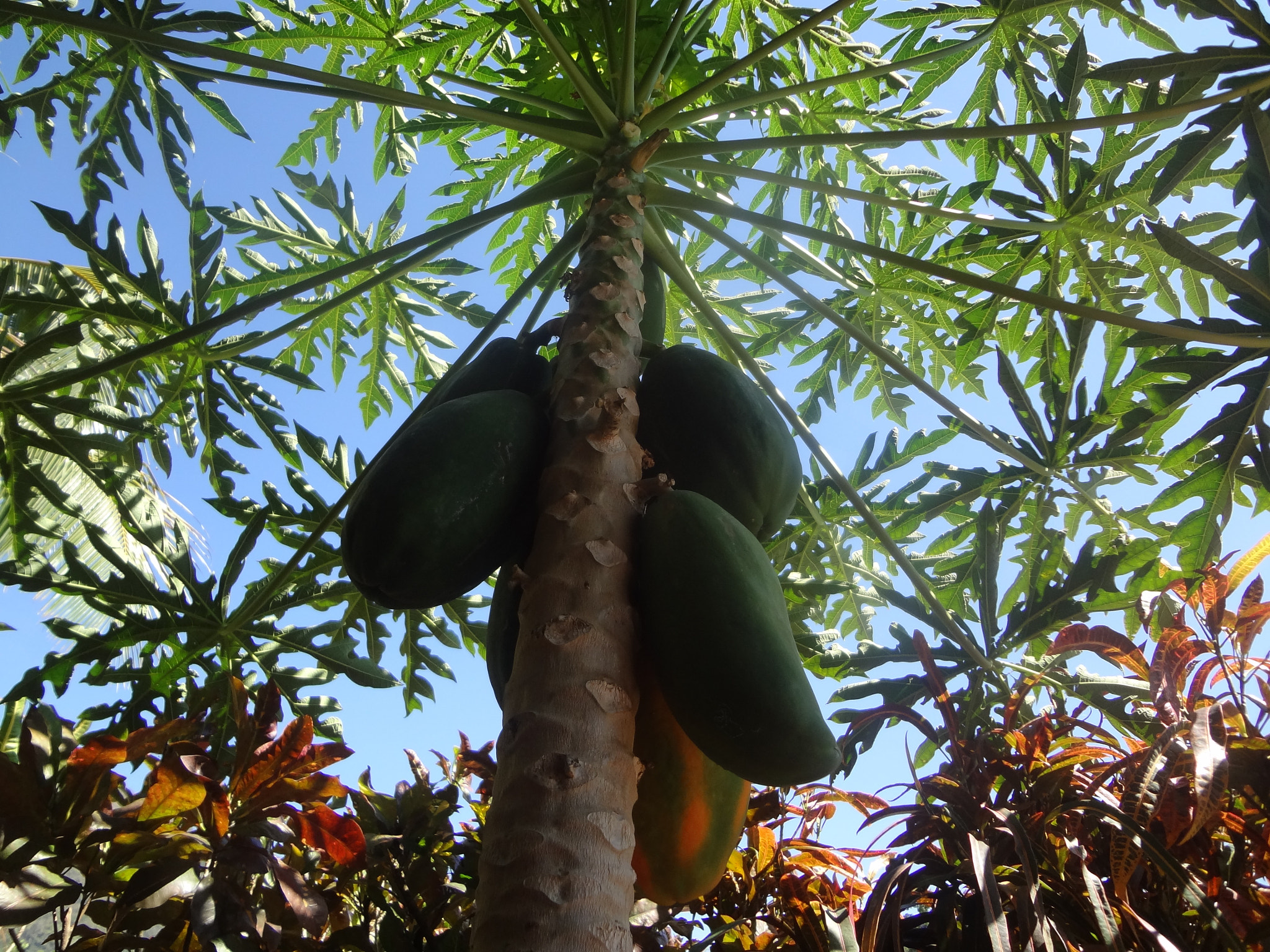 Sony DSC-WX7 sample photo. Solo papayas photography