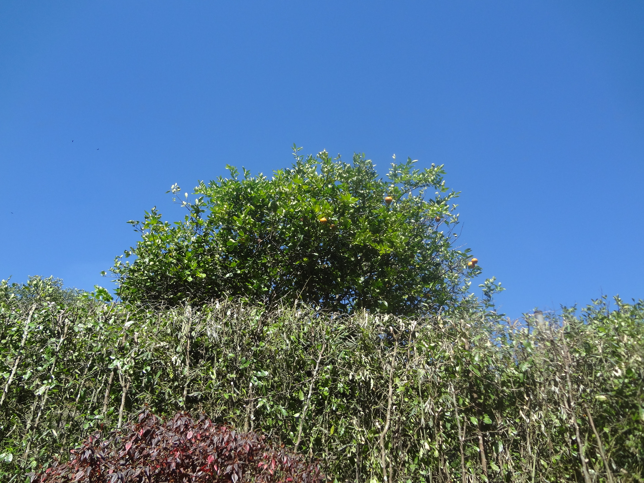 Sony DSC-WX7 sample photo. Cerca verde photography